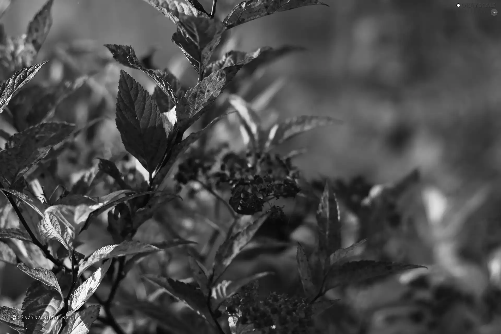 Japanese Spirea, Leaf, Red, Bush
