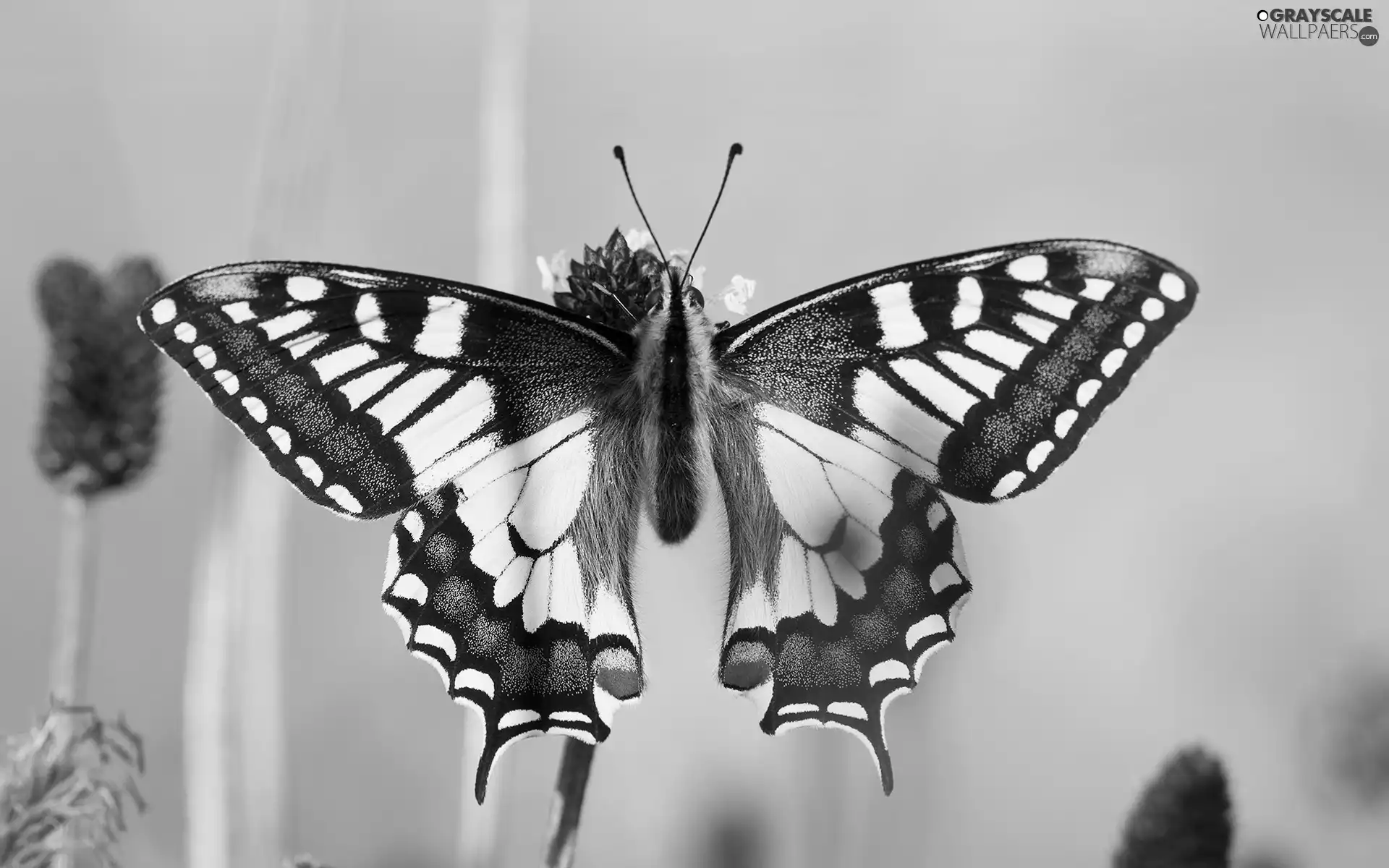 Red, Spots, Black, butterfly, white