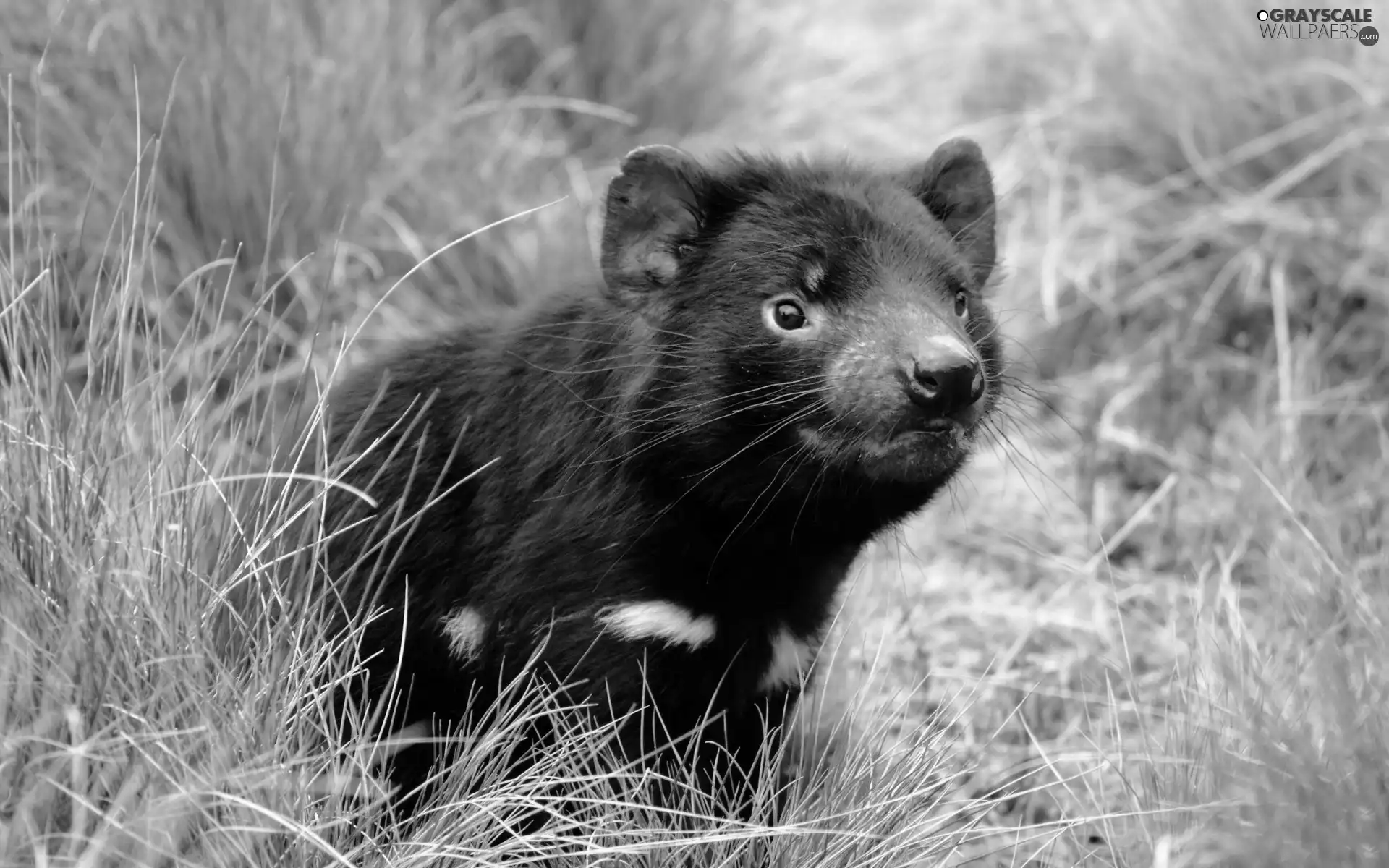 ears, Tasmanian Devil, Red