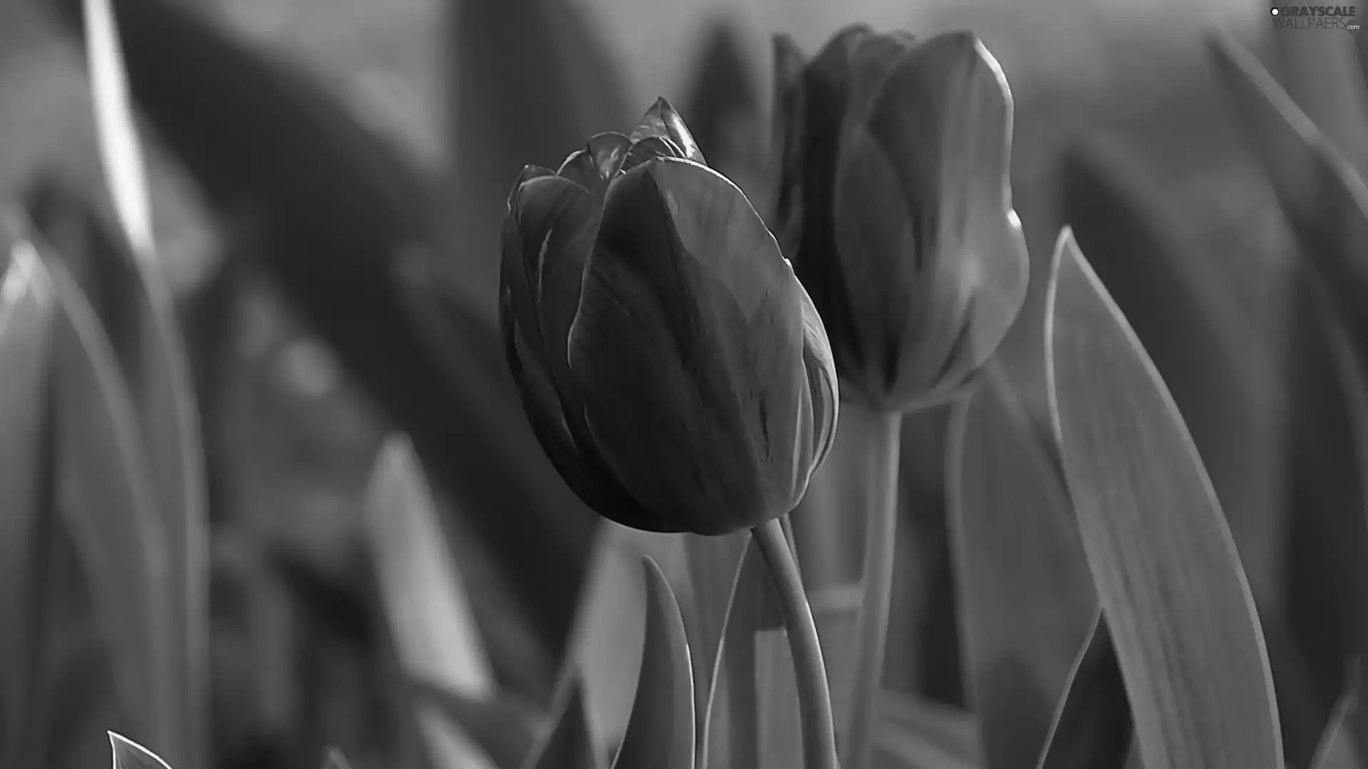 Tulips, Two cars, Red