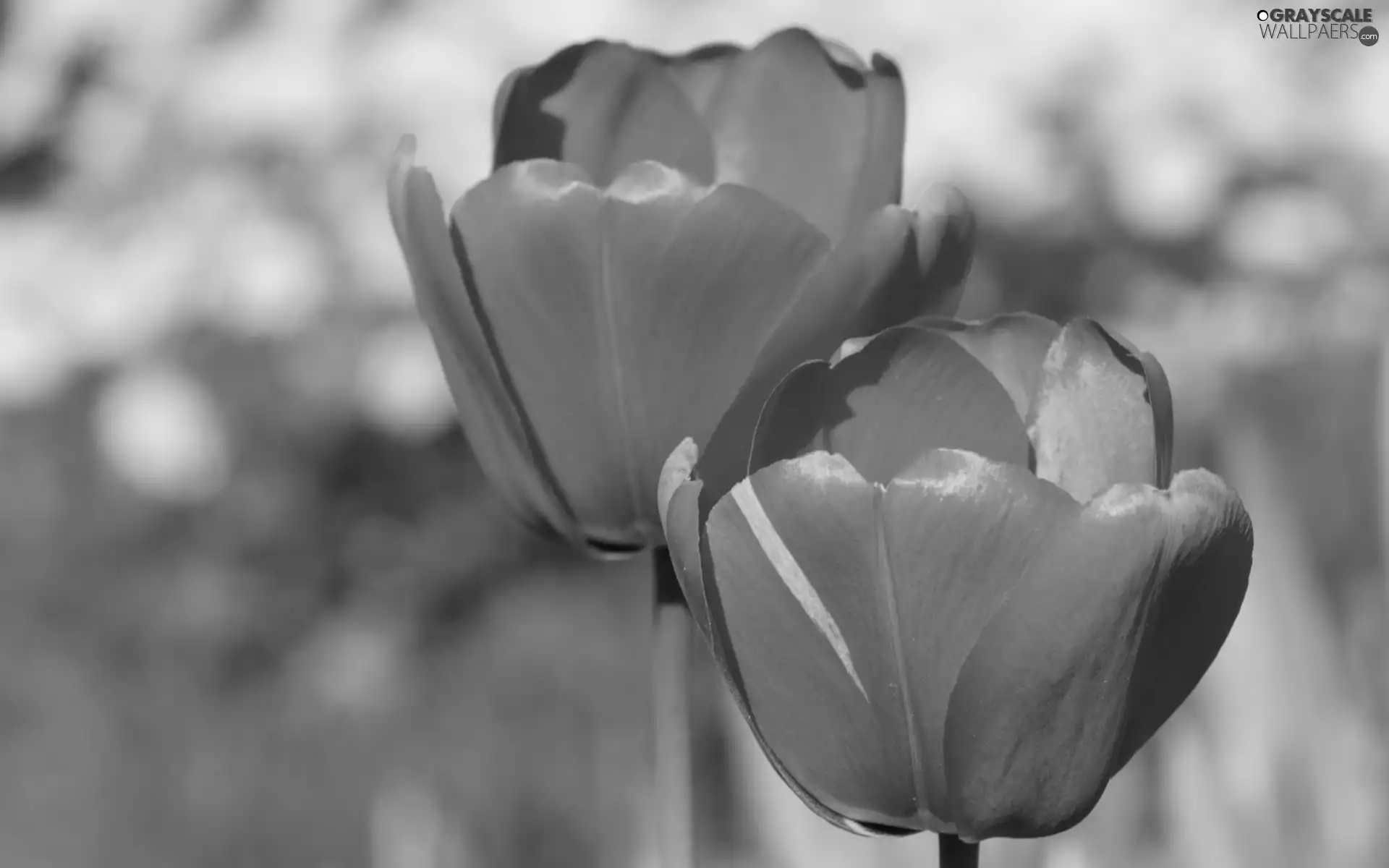 Tulips, Two cars, Red