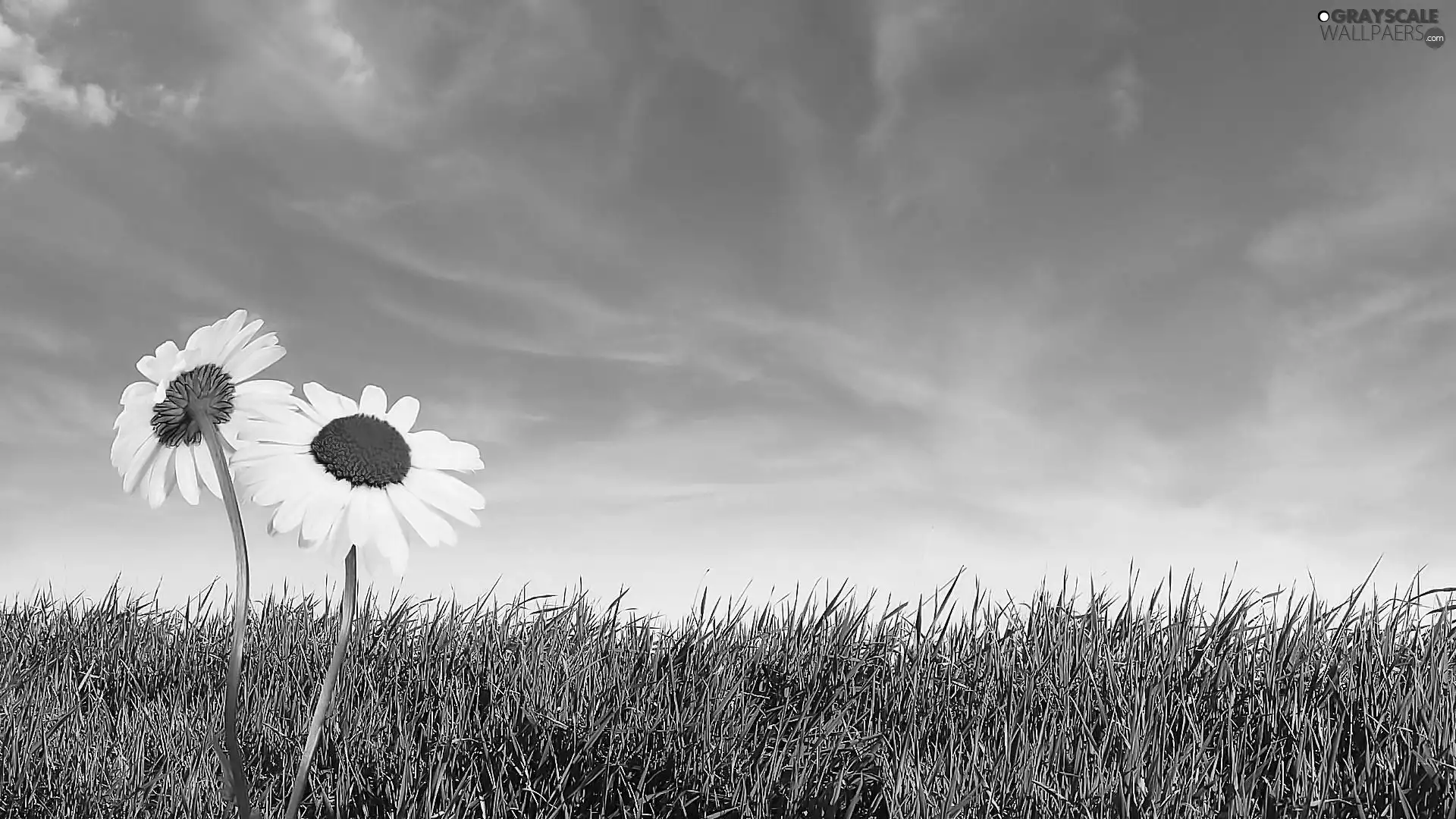 Red, Flower, white