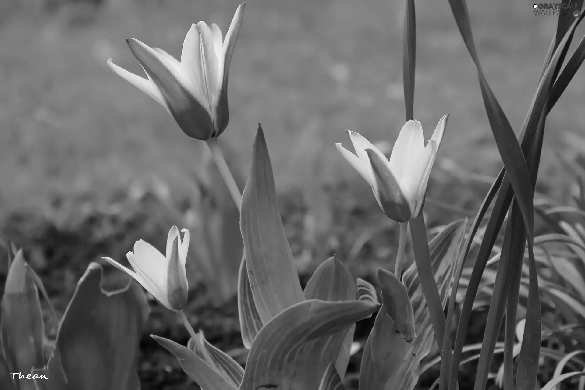 Red, Tulips, white