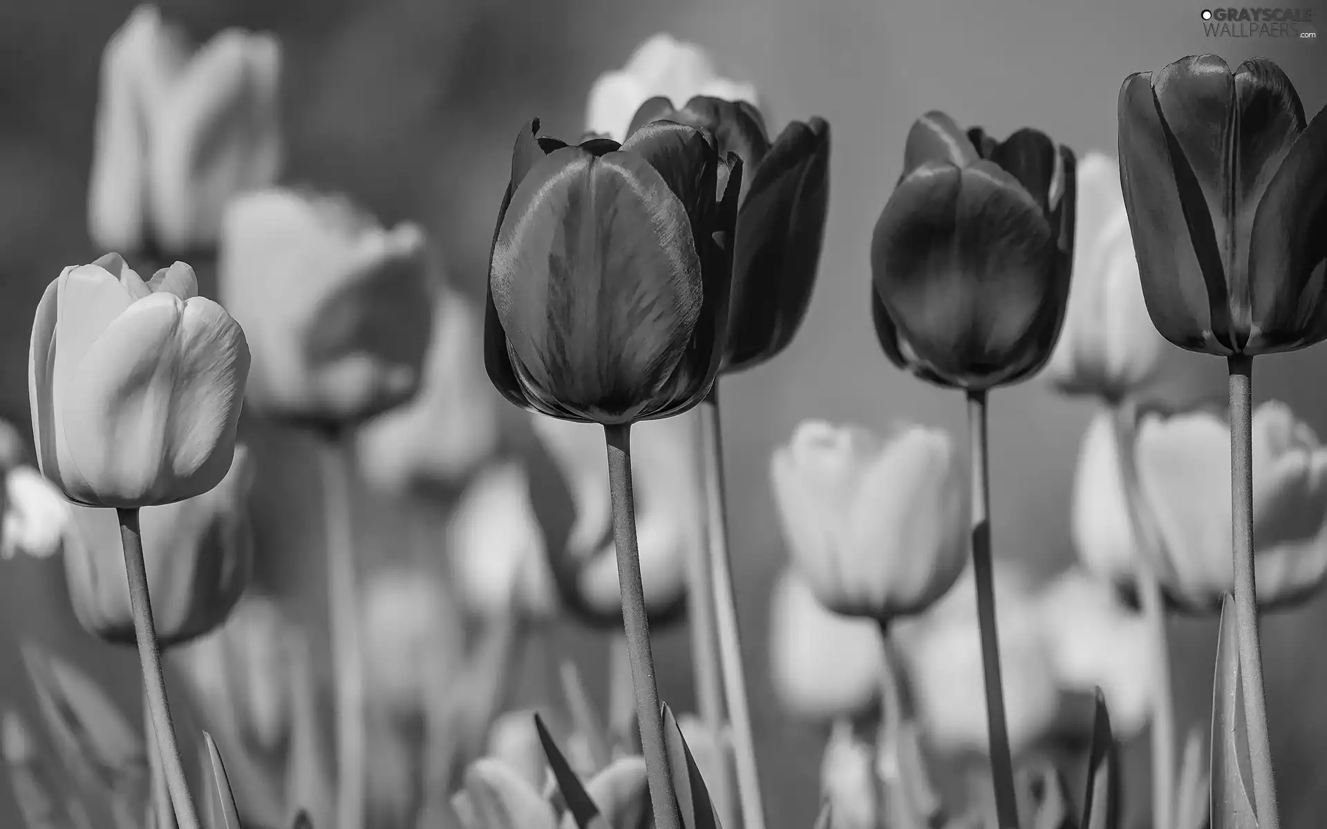 Red, Tulips, Yellow