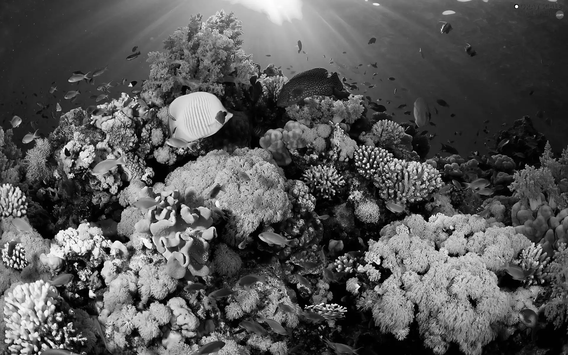 color, sea, reef, fish