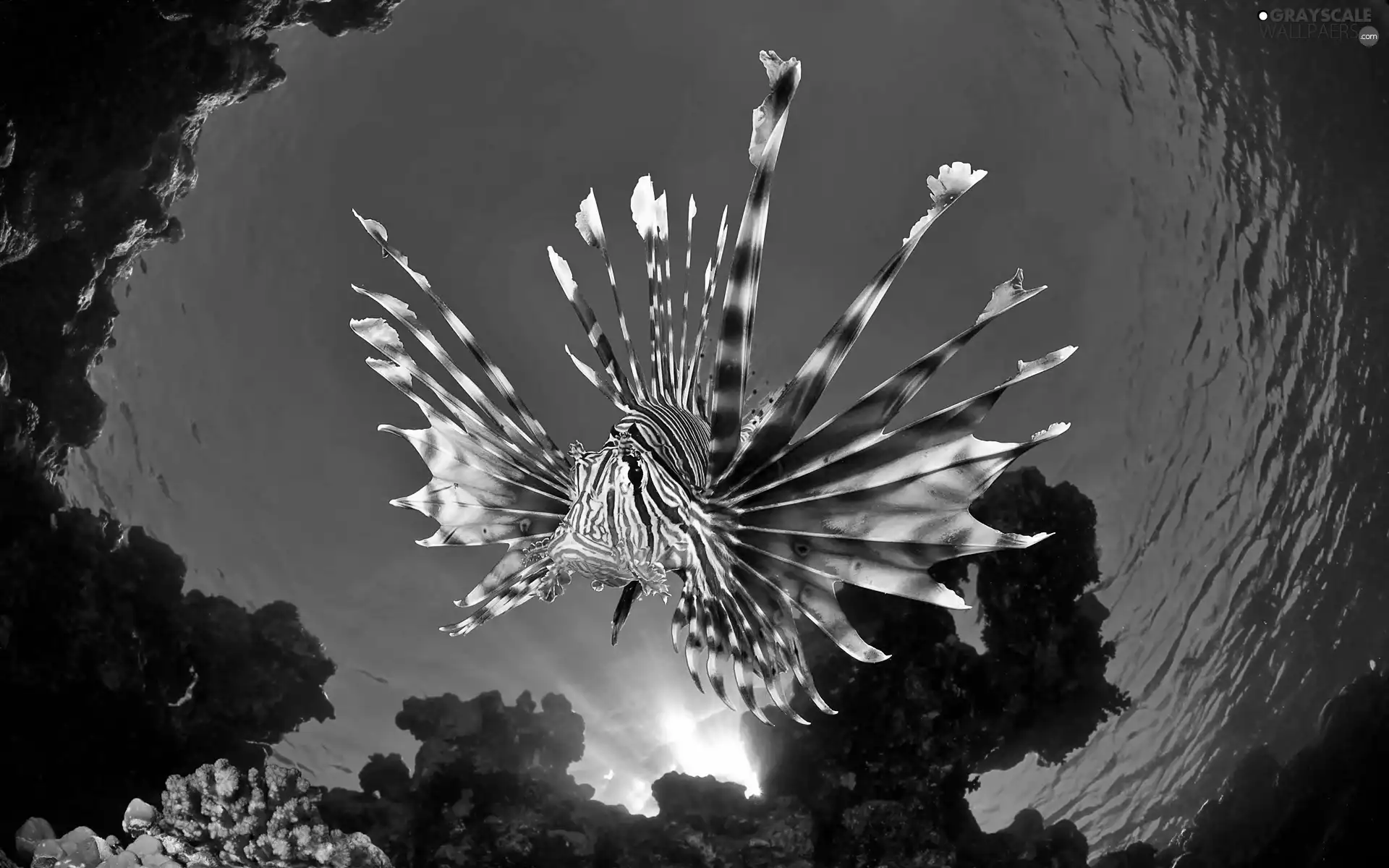 sea, depths, reef, coral, flash, luminosity, ligh, sun, skrzydlica