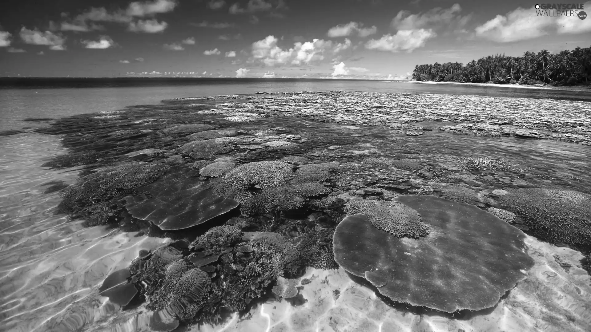 sea, reef
