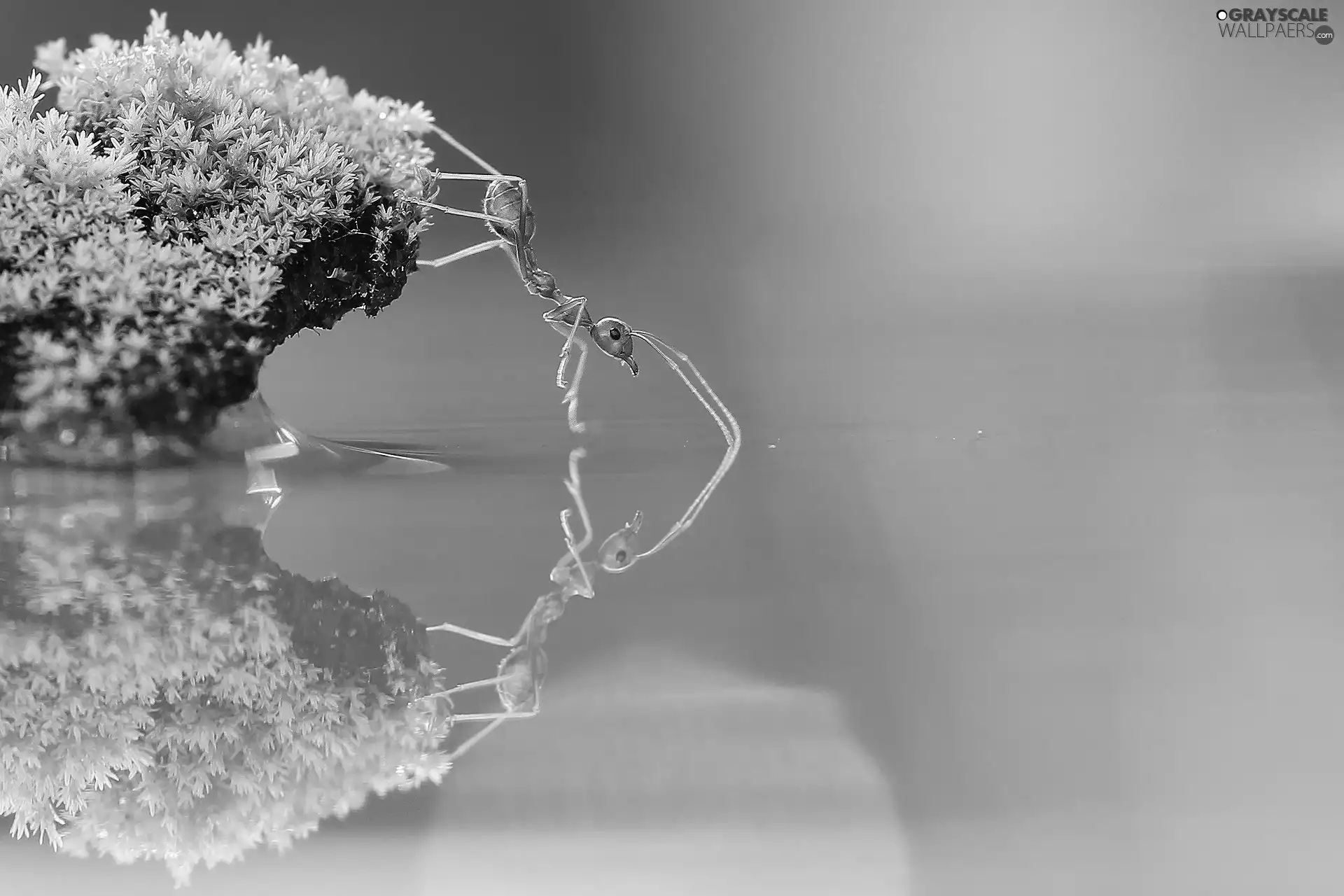 ant, water, reflection, Moss