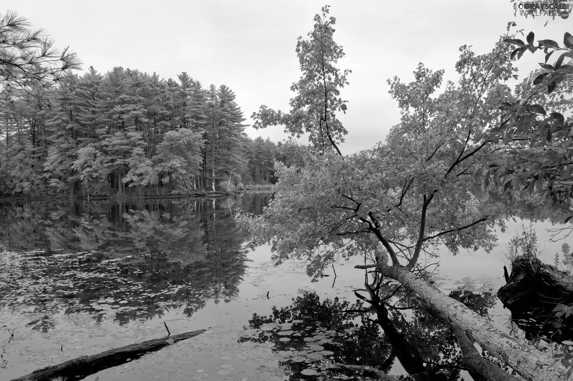 autumn, lake, reflection, forest