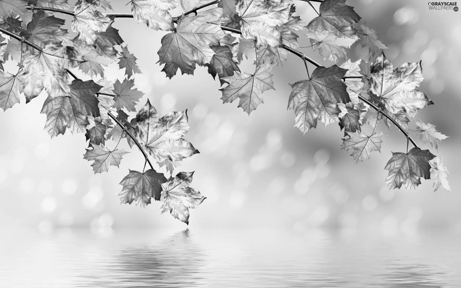 Leaf, color, water, reflection, maple, Autumn