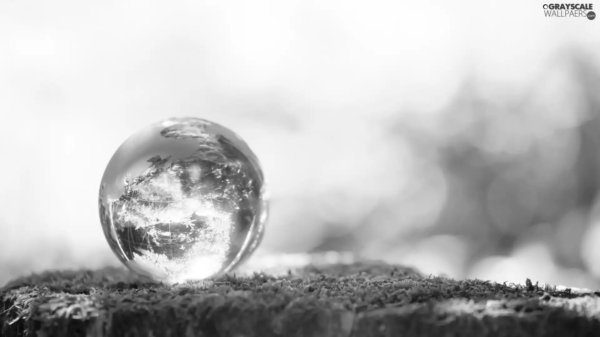 reflection, Moss, Ball