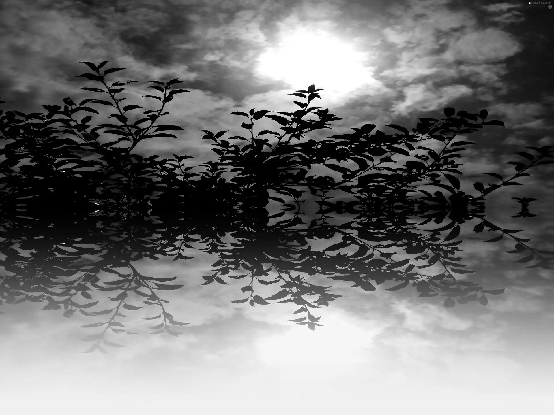 Sky, branch pics, reflection