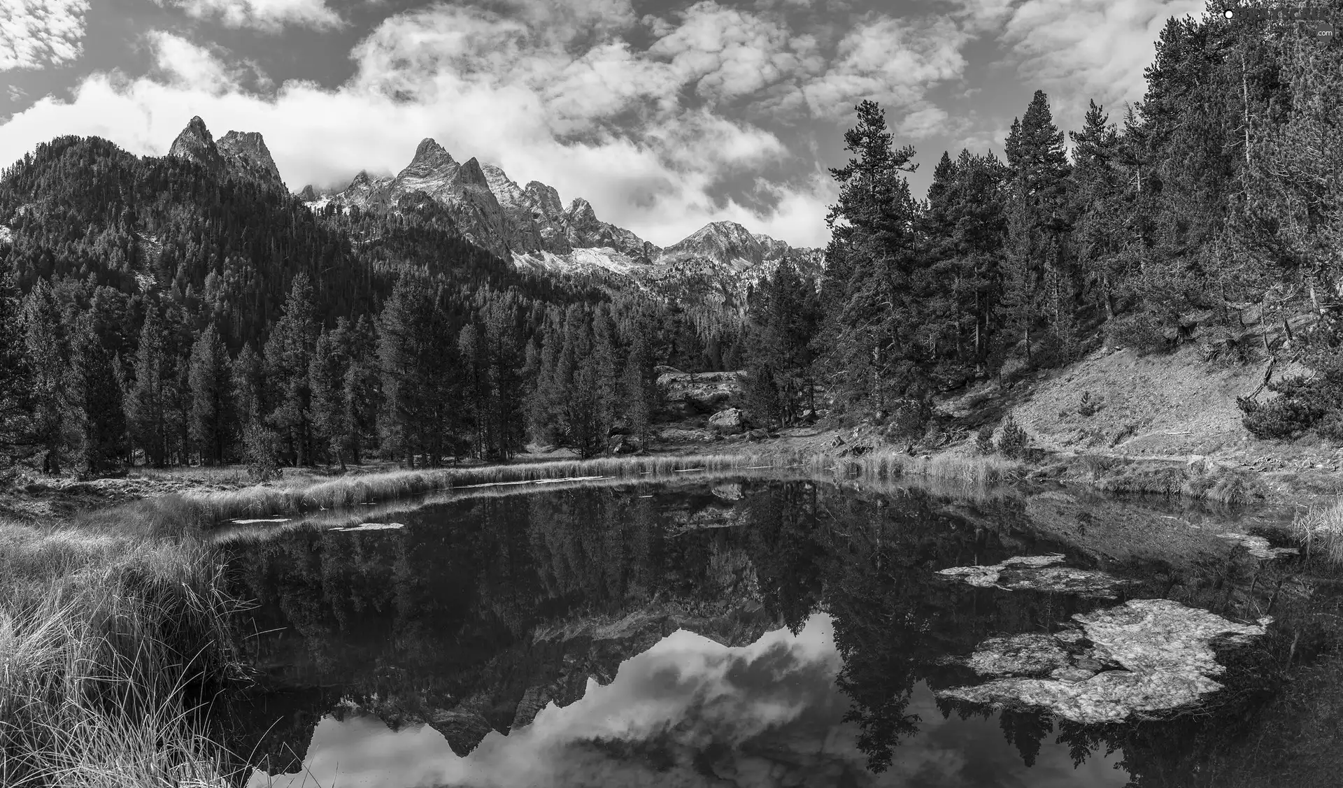 viewes, Pond - car, grass, trees, Mountains, Spruces, reflection