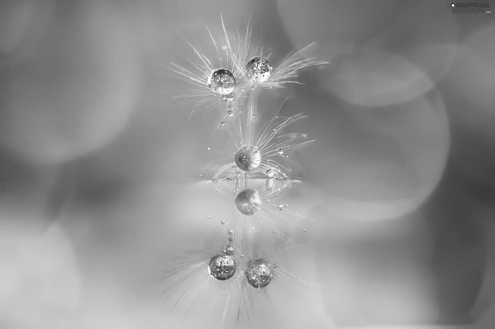 reflection, Close, Achenes, drops, dandelions