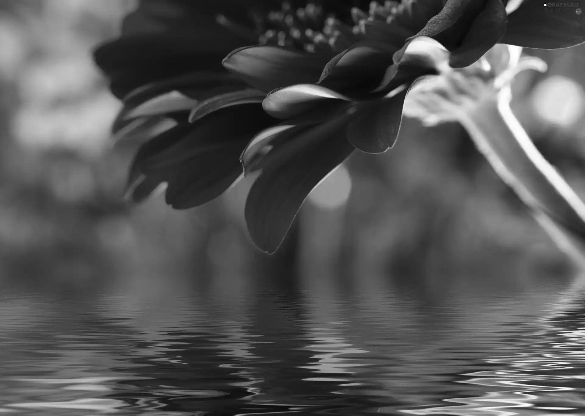 Red, water, reflection, Colourfull Flowers