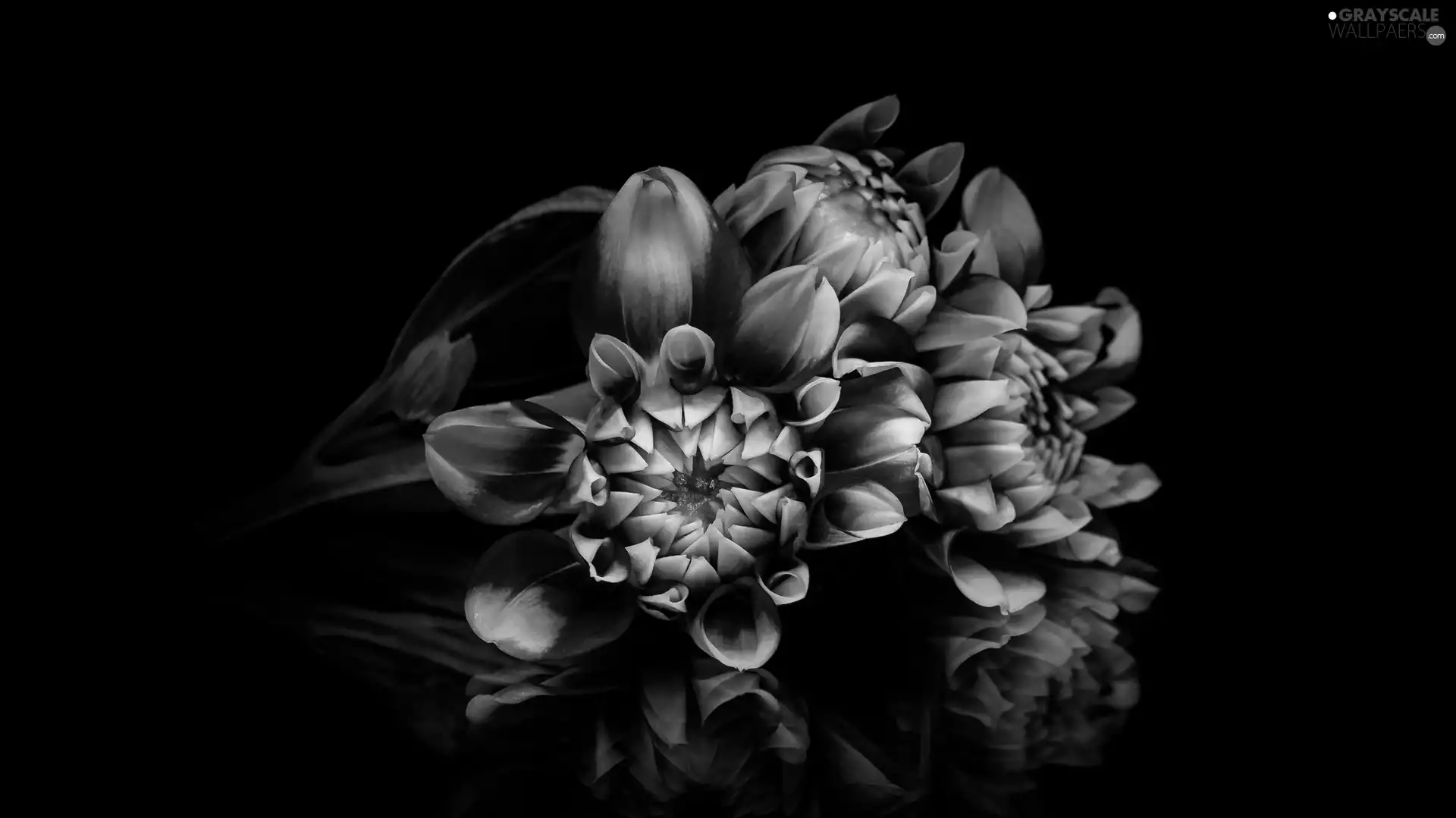 background, reflection, dahlias, Black, Flowers