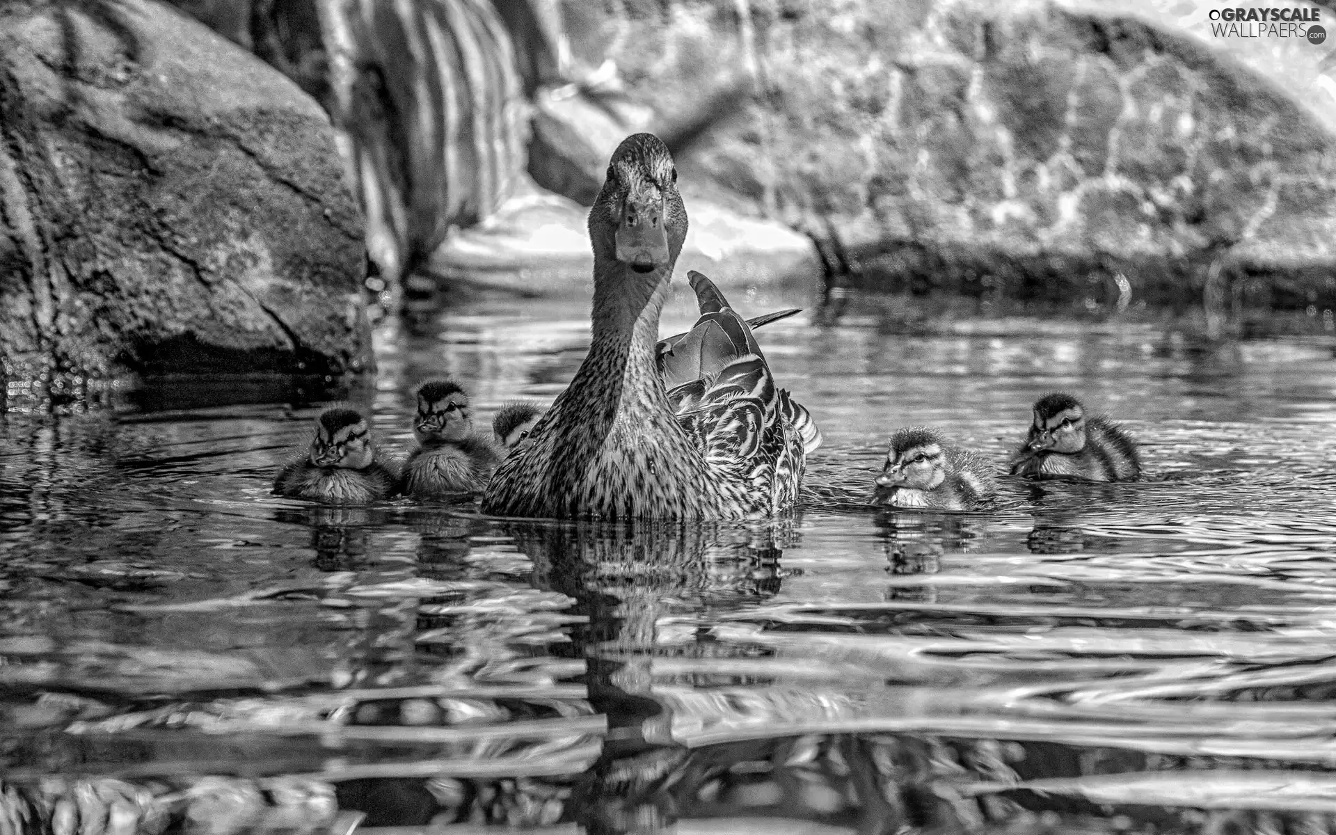 duck, water, reflection, Ducklings