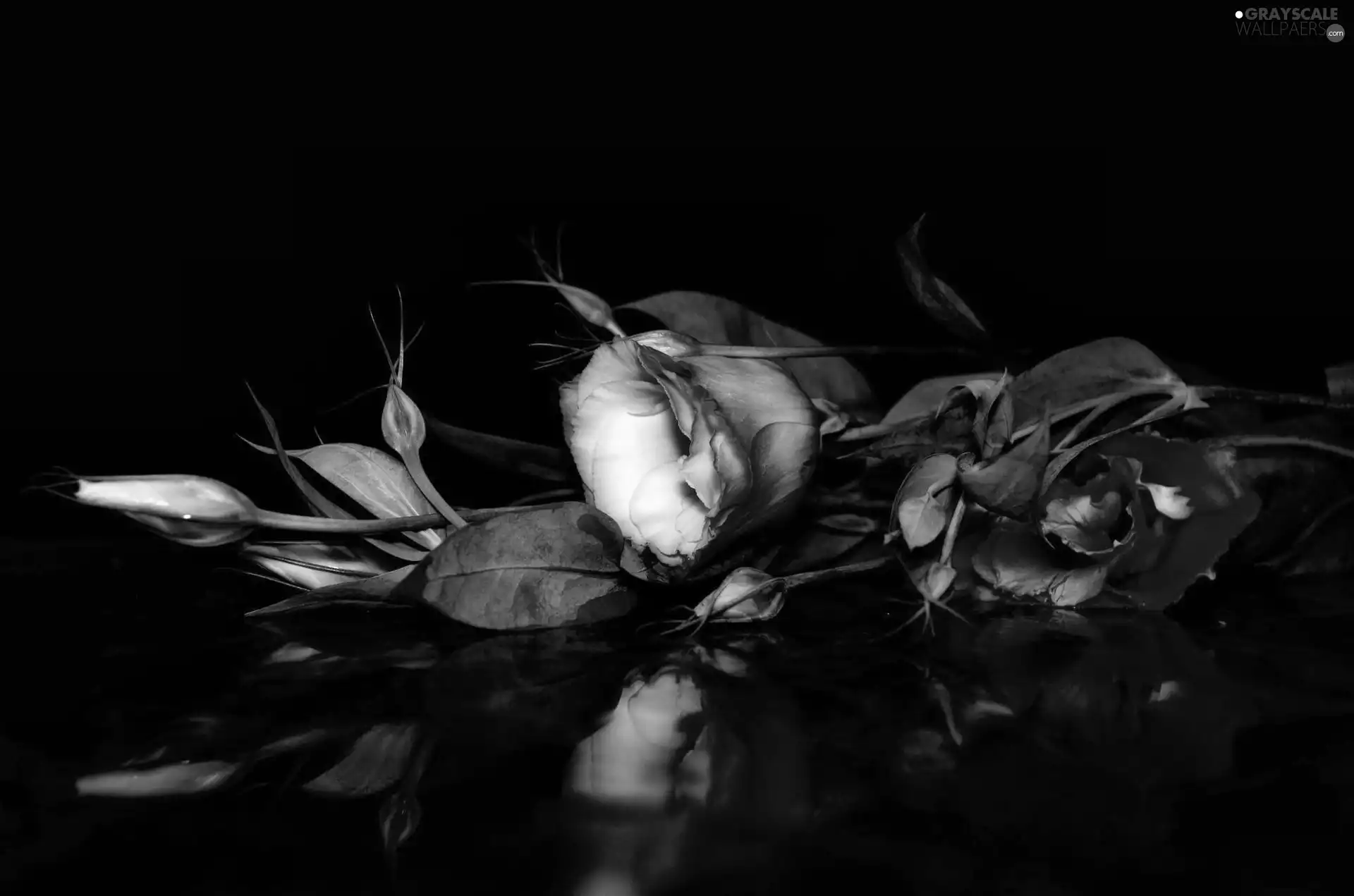 reflection, Lily, Eustoma