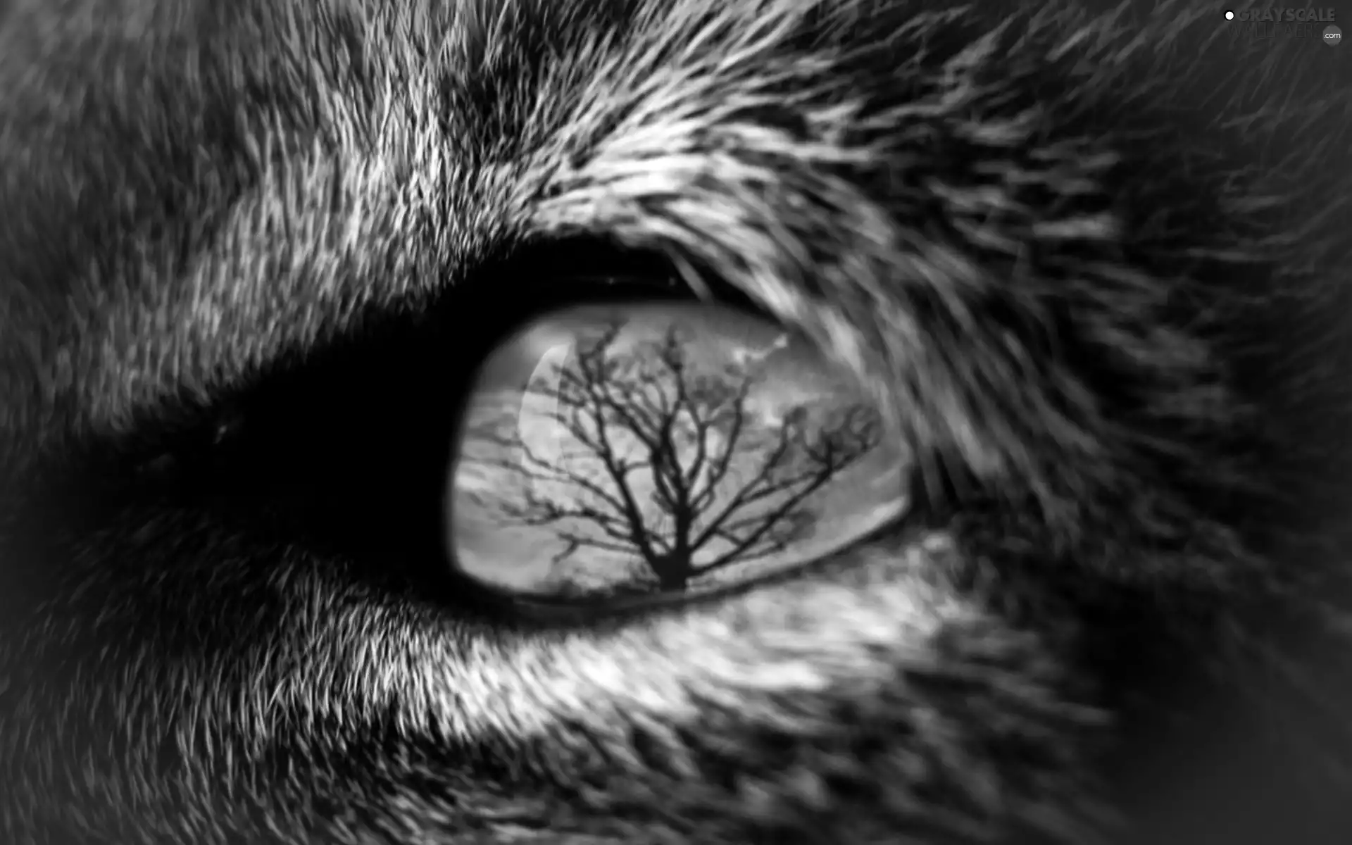 reflection, animal, eye