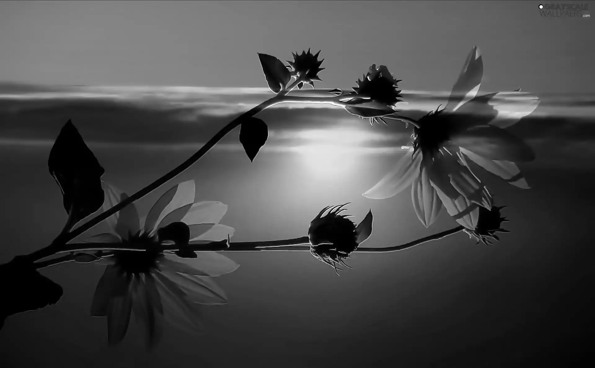 Colourfull Flowers, sun, reflection, water