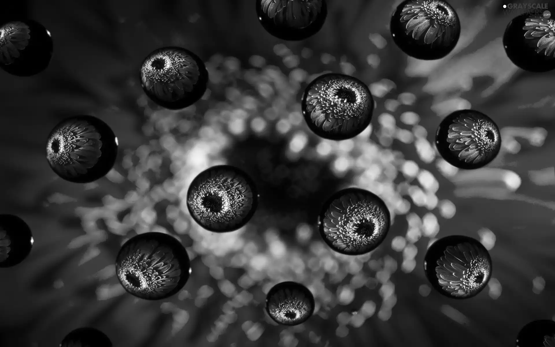 Colourfull Flowers, water, reflection, droplets
