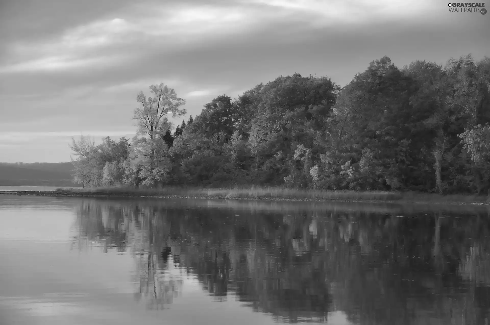 reflection, lake, forest