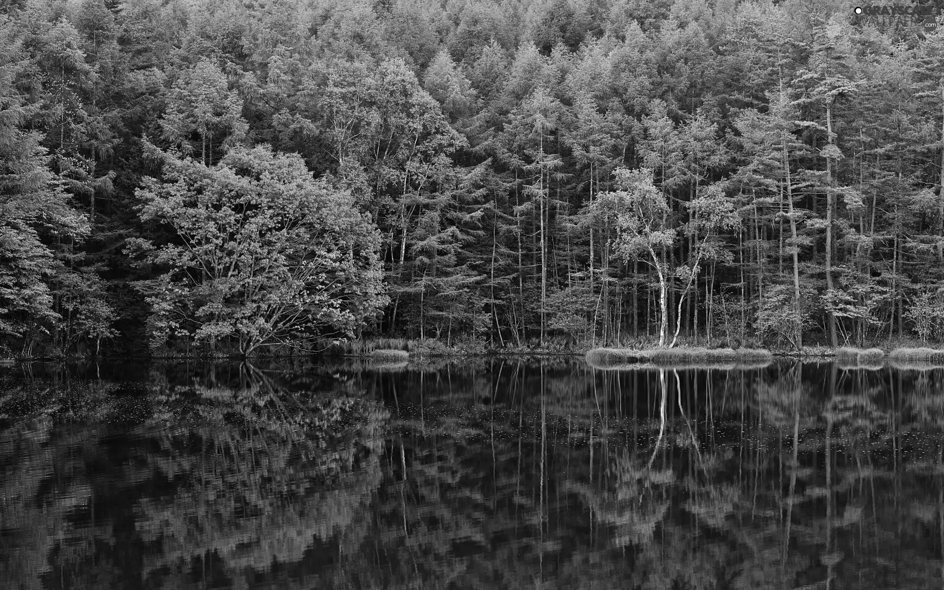 reflection, River, forest