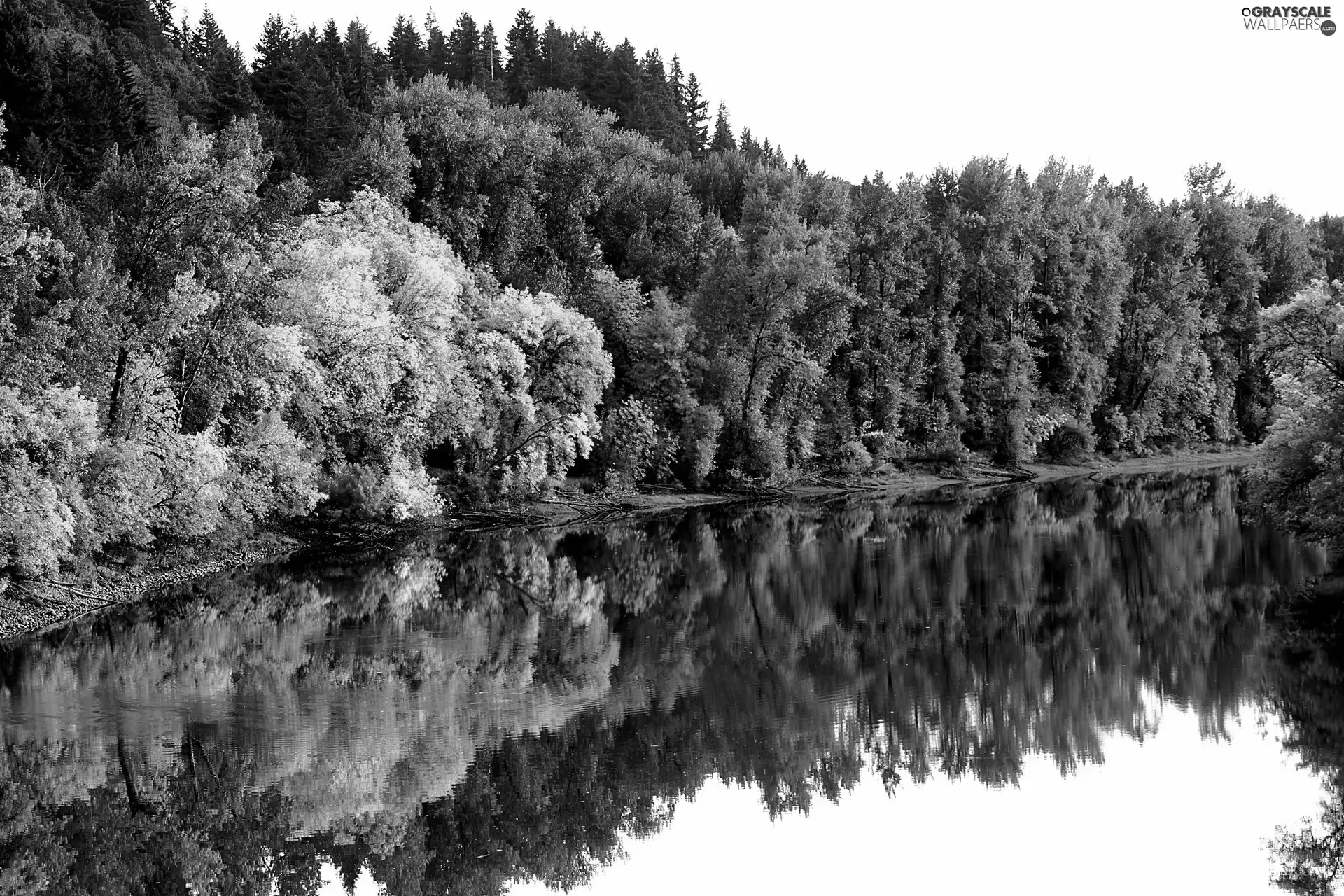 reflection, River, forest