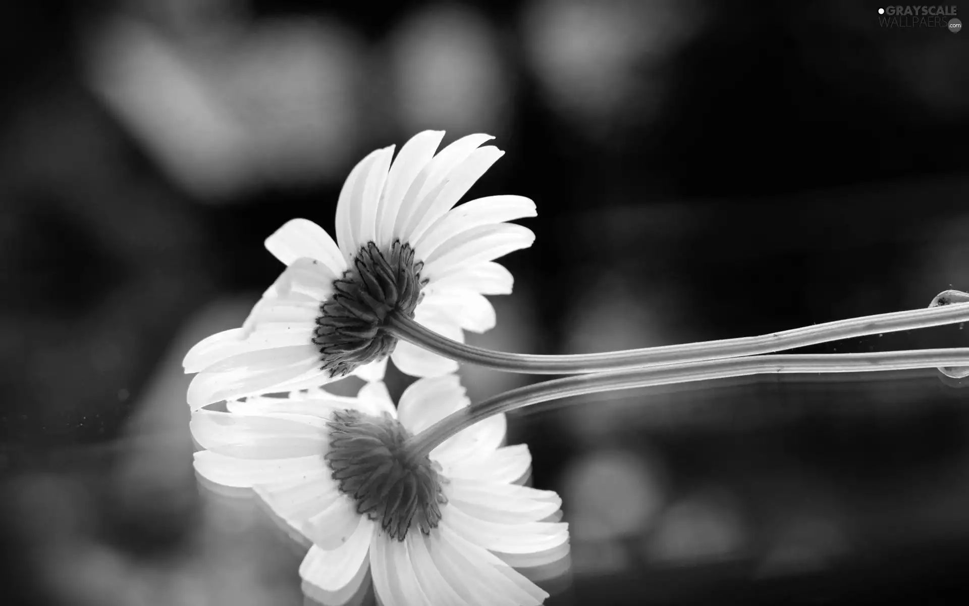 reflection, White, Gerber
