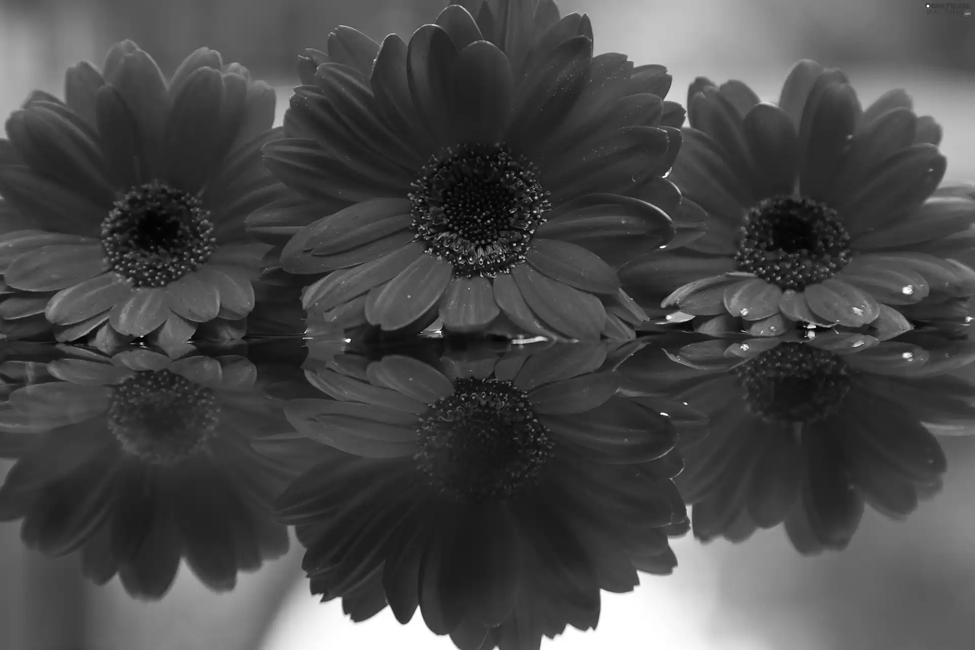 reflection, Red, gerberas