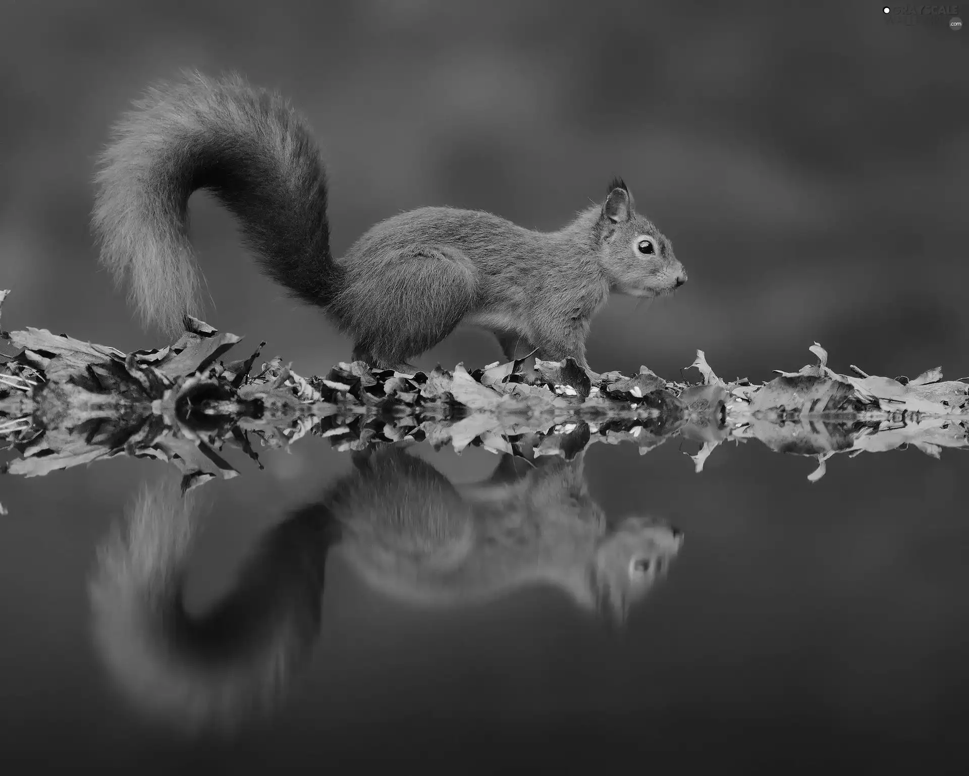 Ginger, Leaf, reflection, squirrel