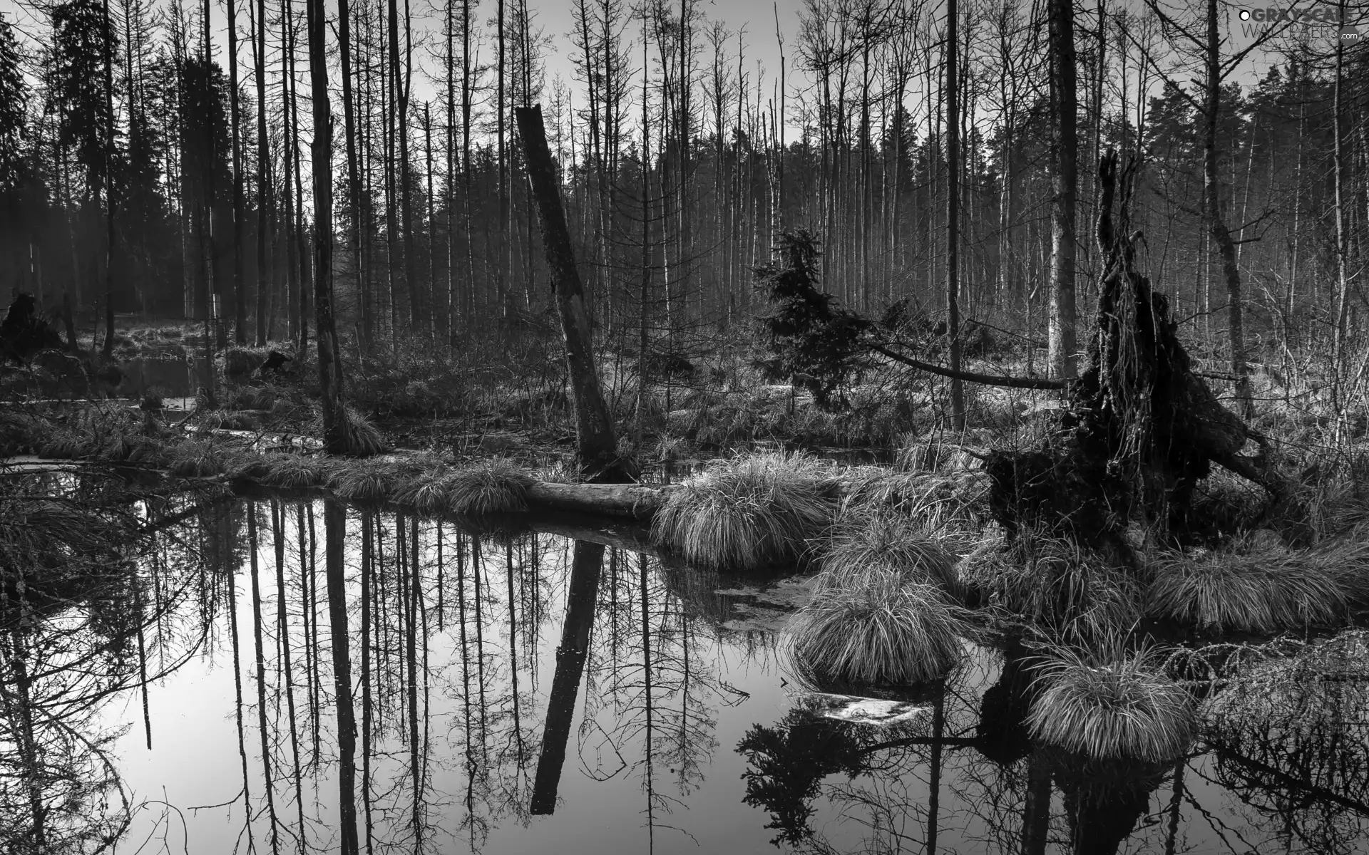 trees, viewes, grass, swamp, dry, leafless, forest, reflection