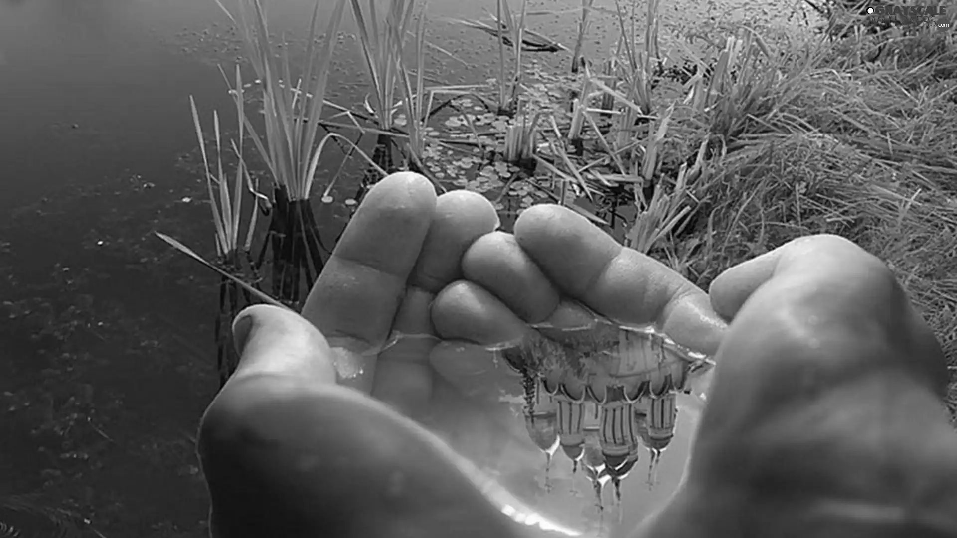 hands, grass, reflection, water