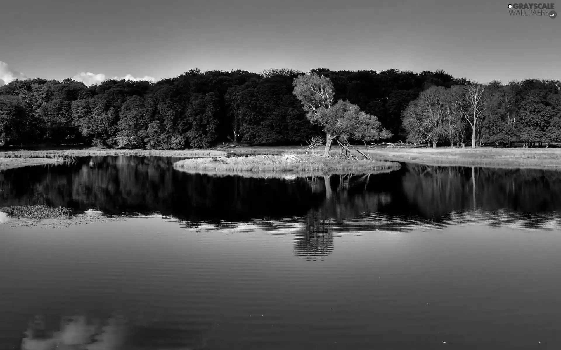lake, coast, reflection, woody