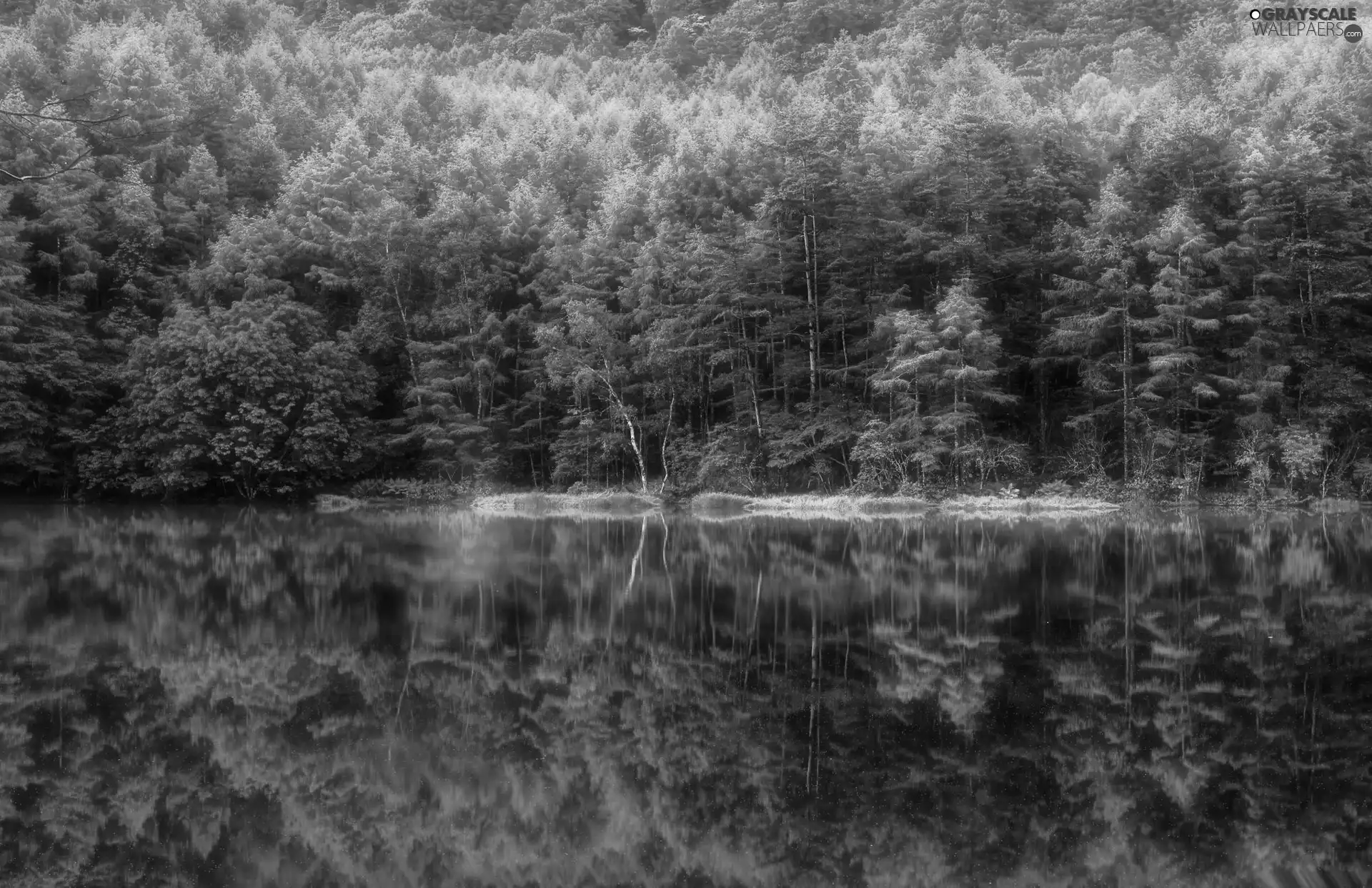 reflection, forest, lake