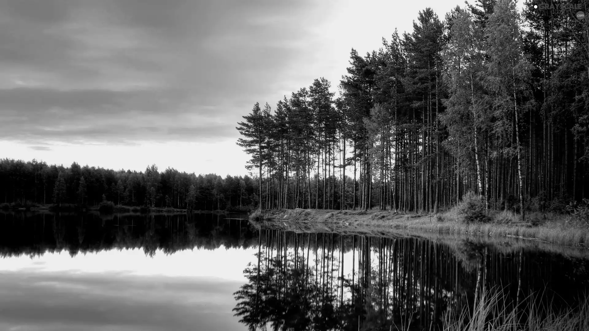 reflection, forest, lake