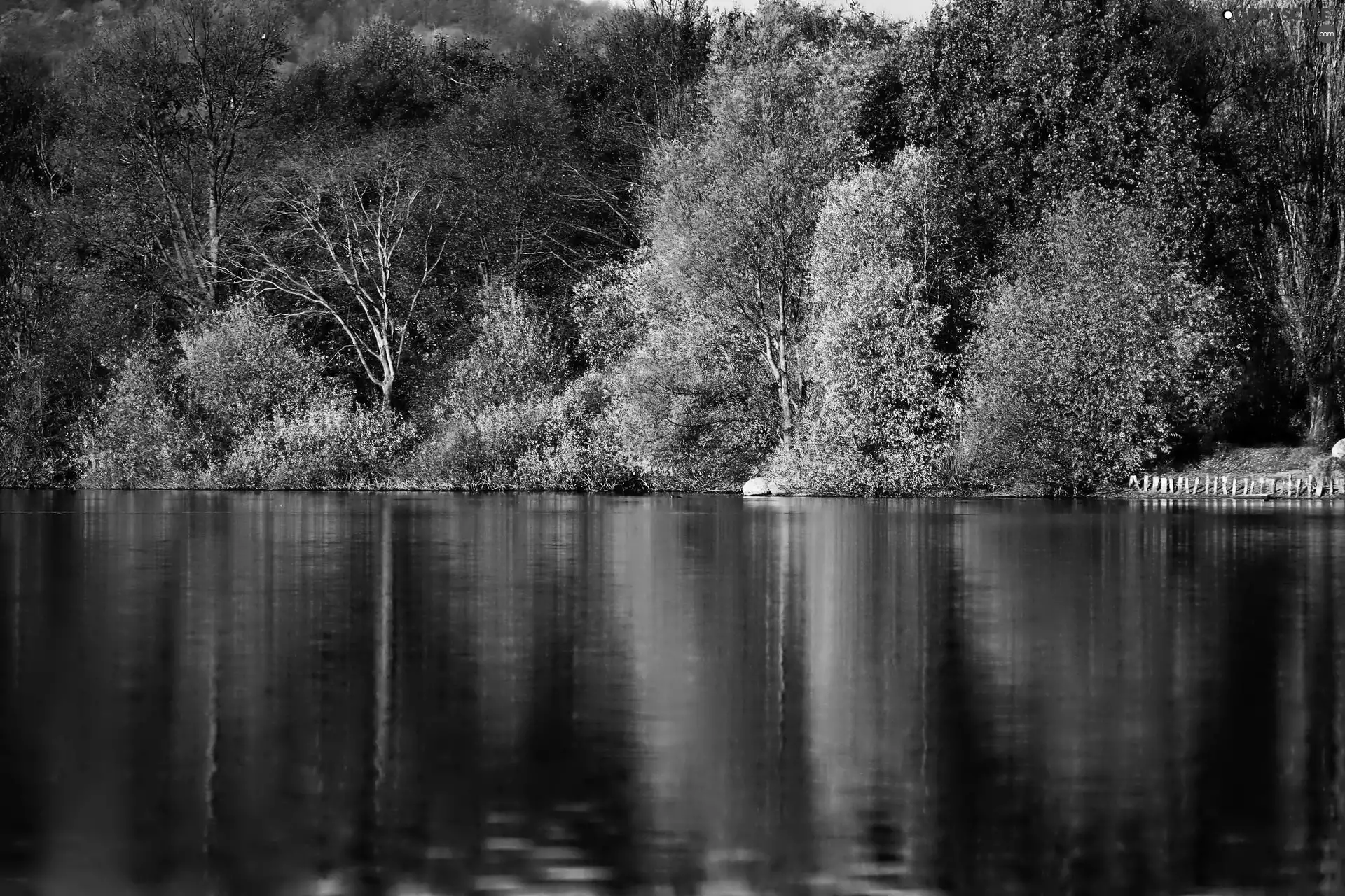 lake, forest, reflection, color