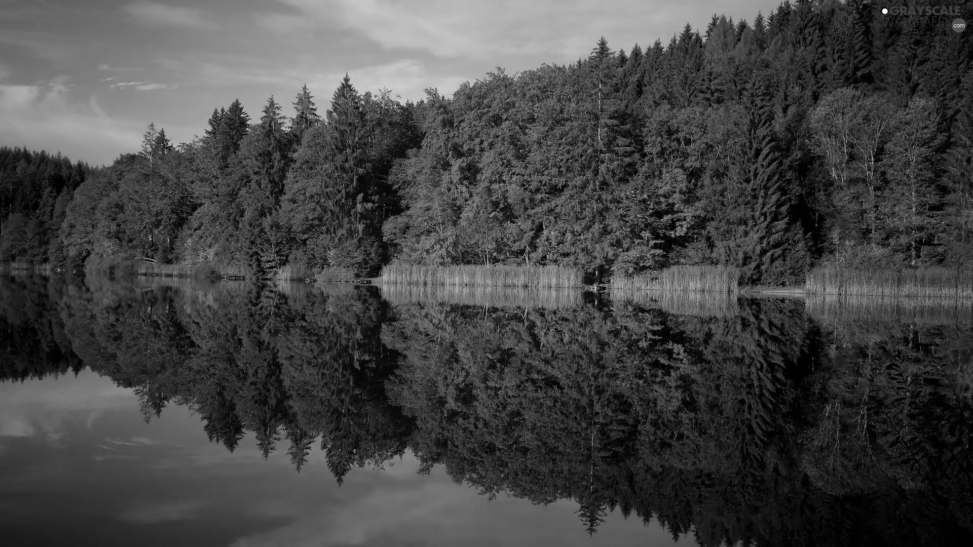 trees, autumn, forest, reflection, viewes, lake