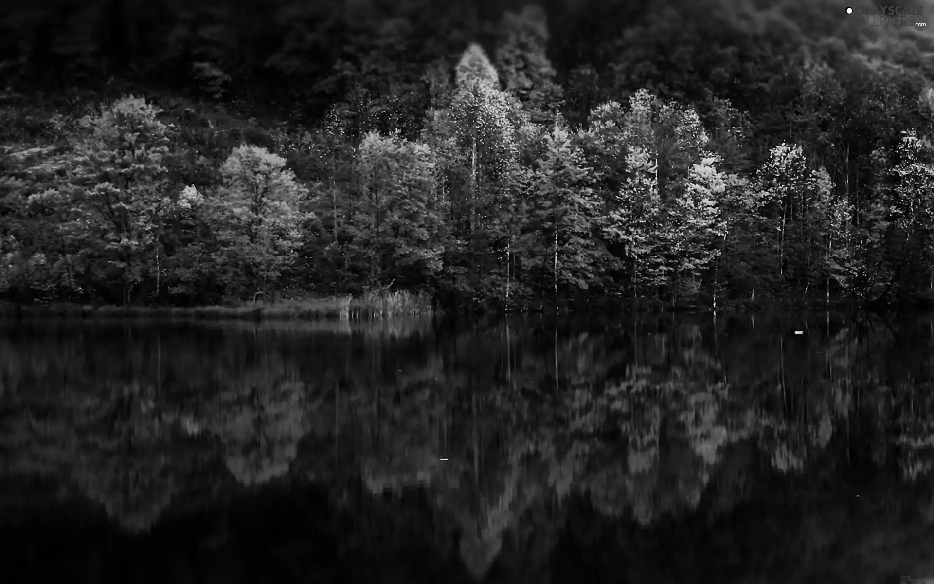 reflection, forest, lake