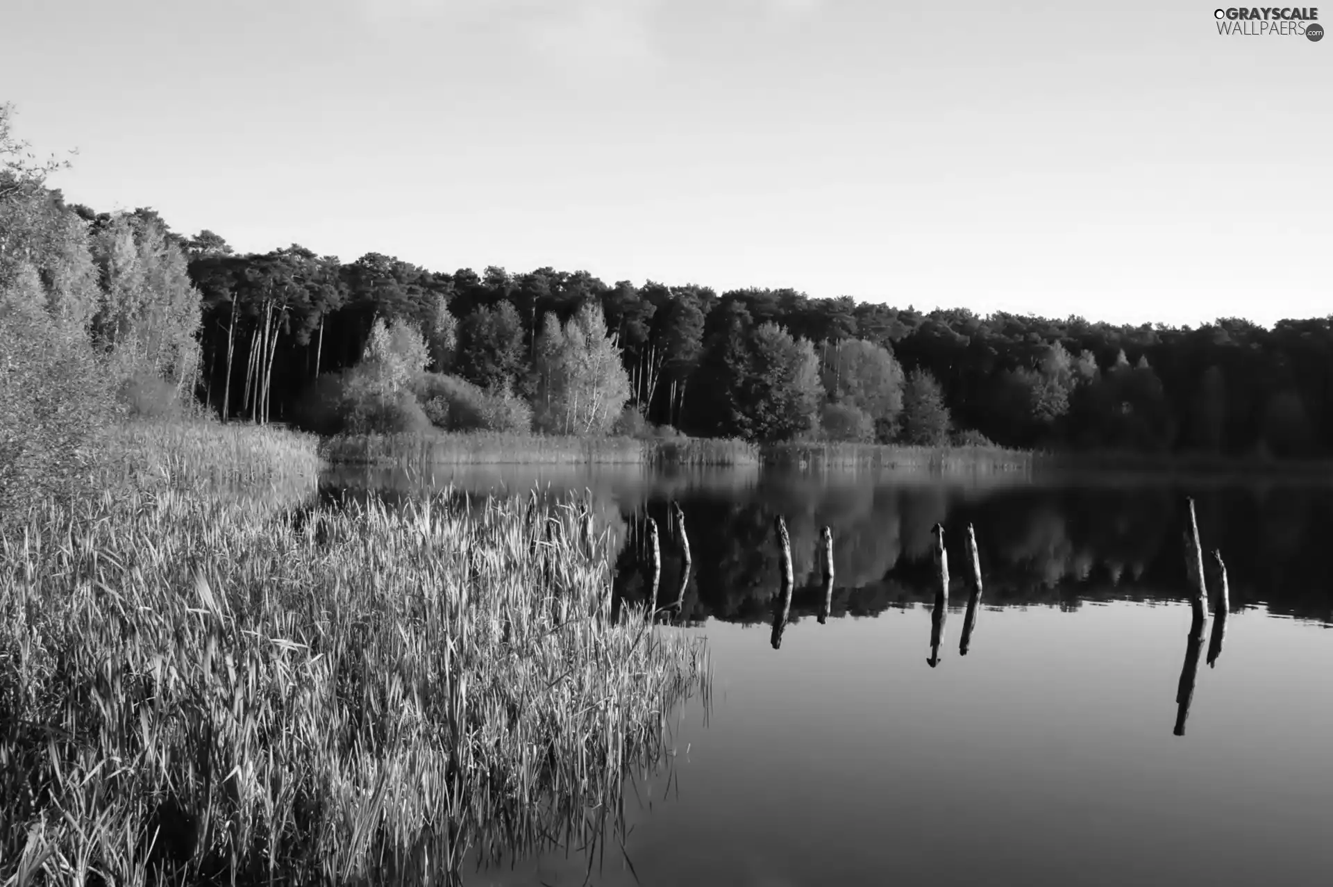 lake, rushes, reflection, forest