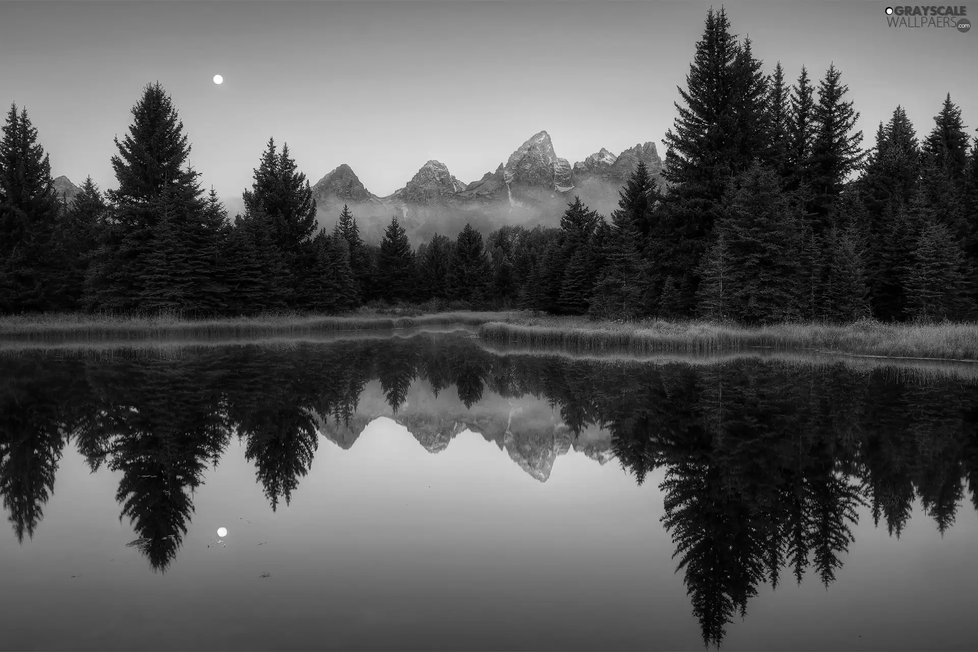 lake, Spruces, reflection, Mountains