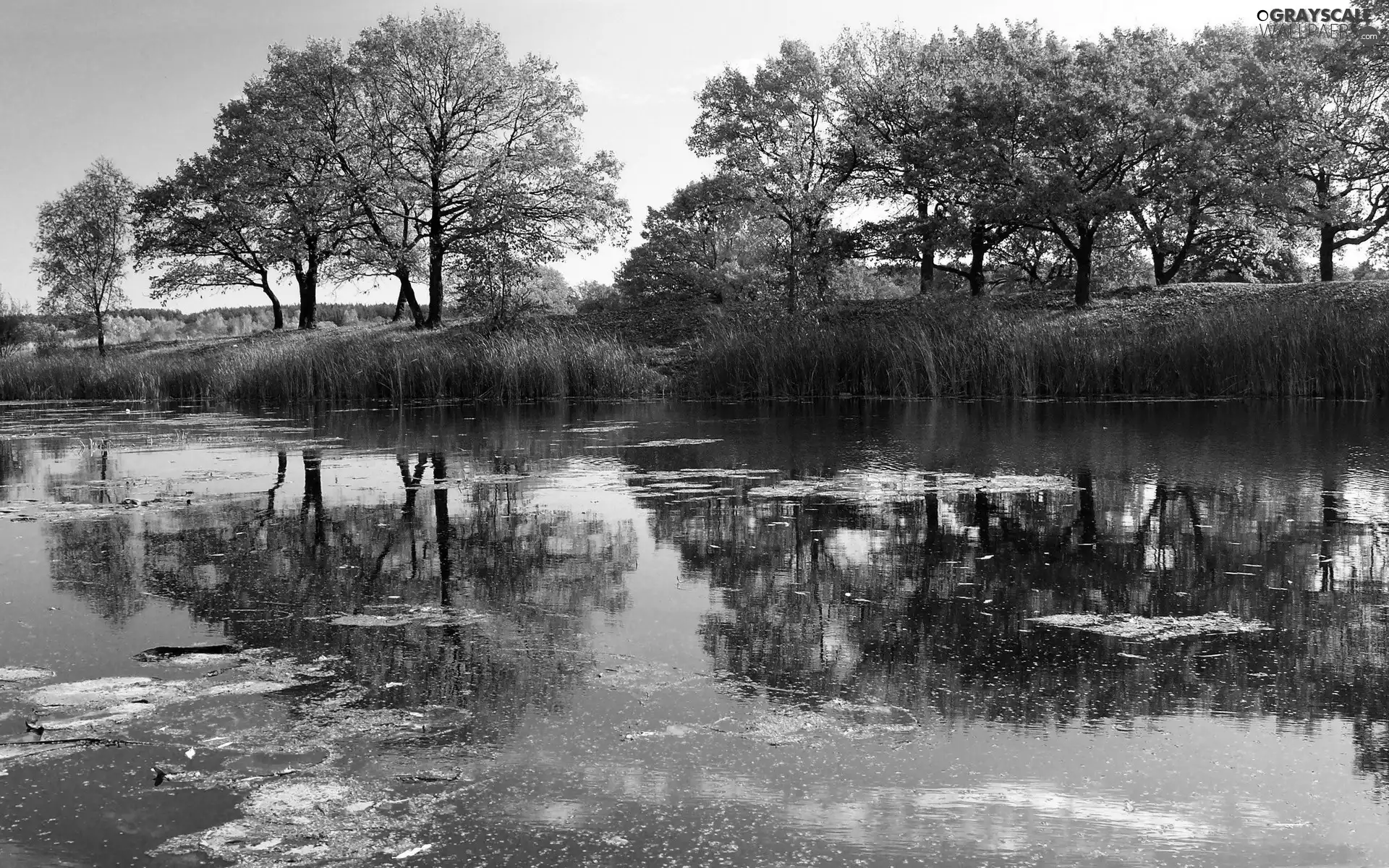 lake, viewes, reflection, trees