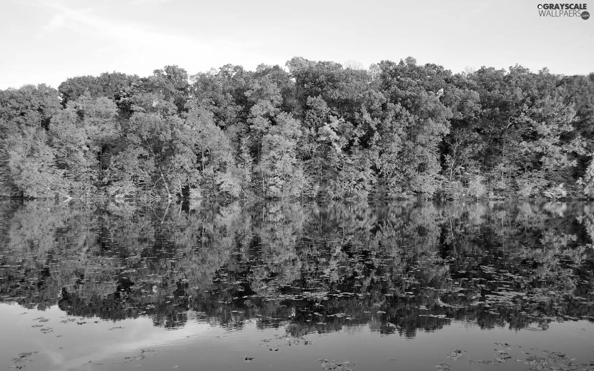 lake, viewes, reflection, trees