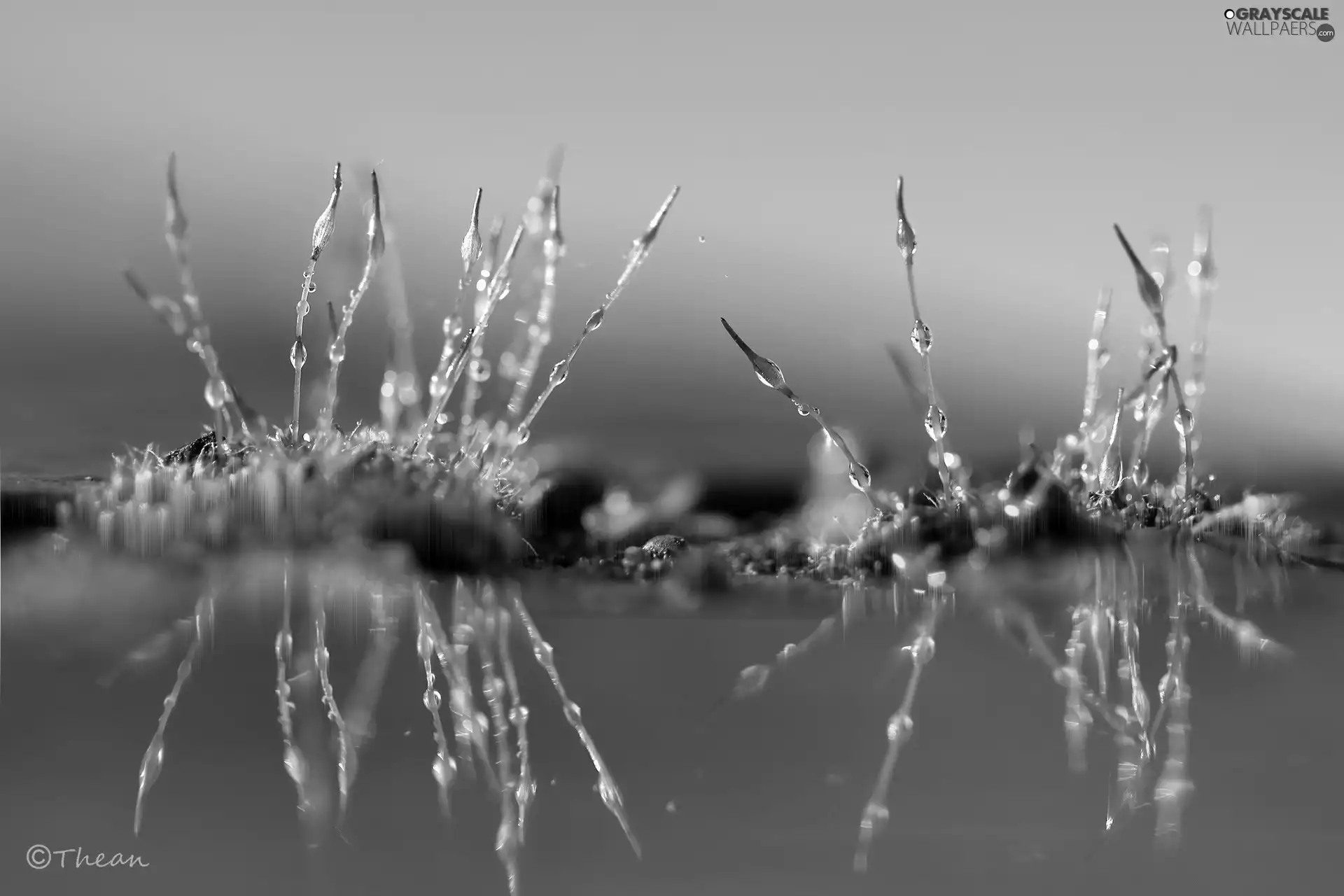 mosses, Close, reflection, blades