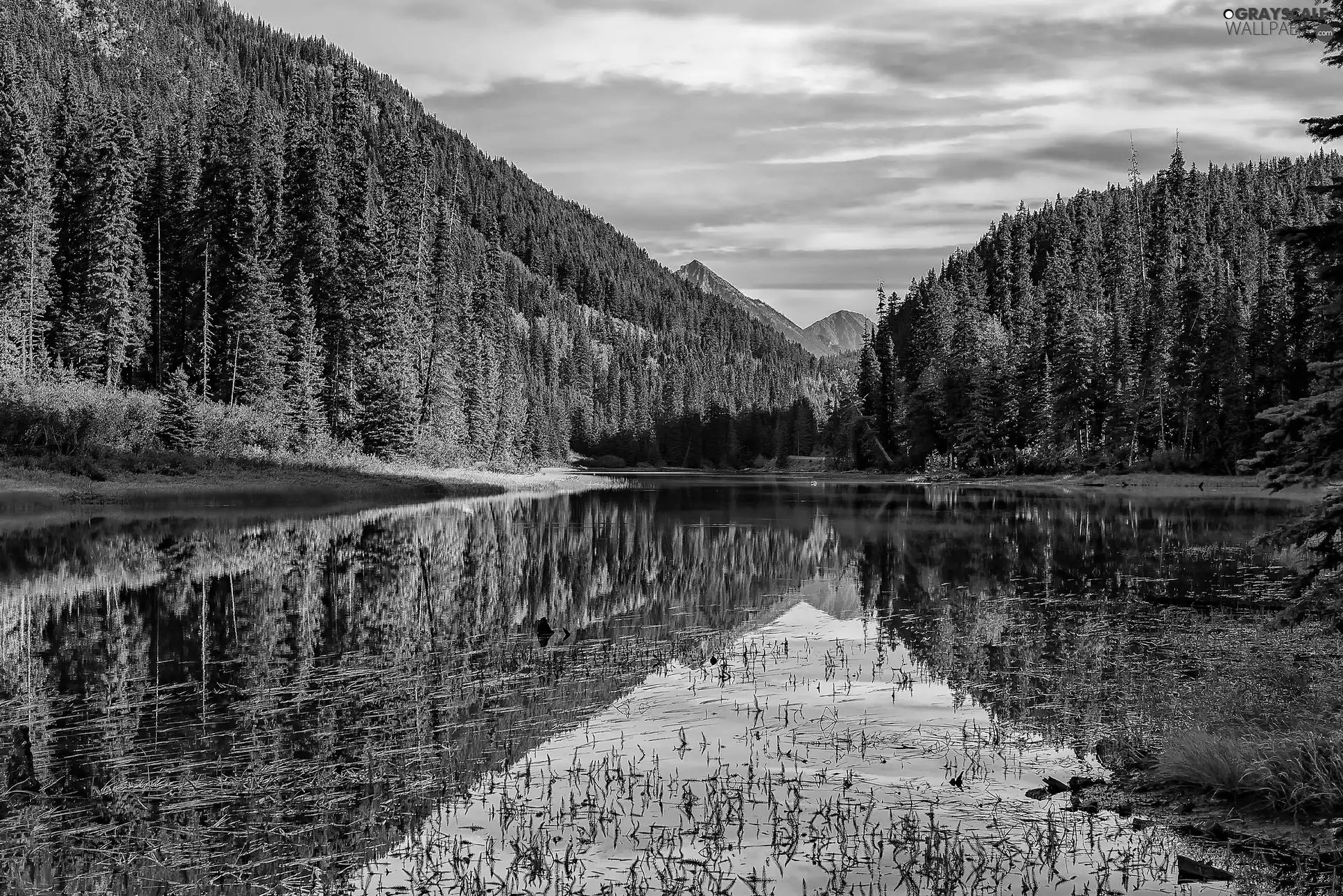 Mountains, lake, reflection, woods