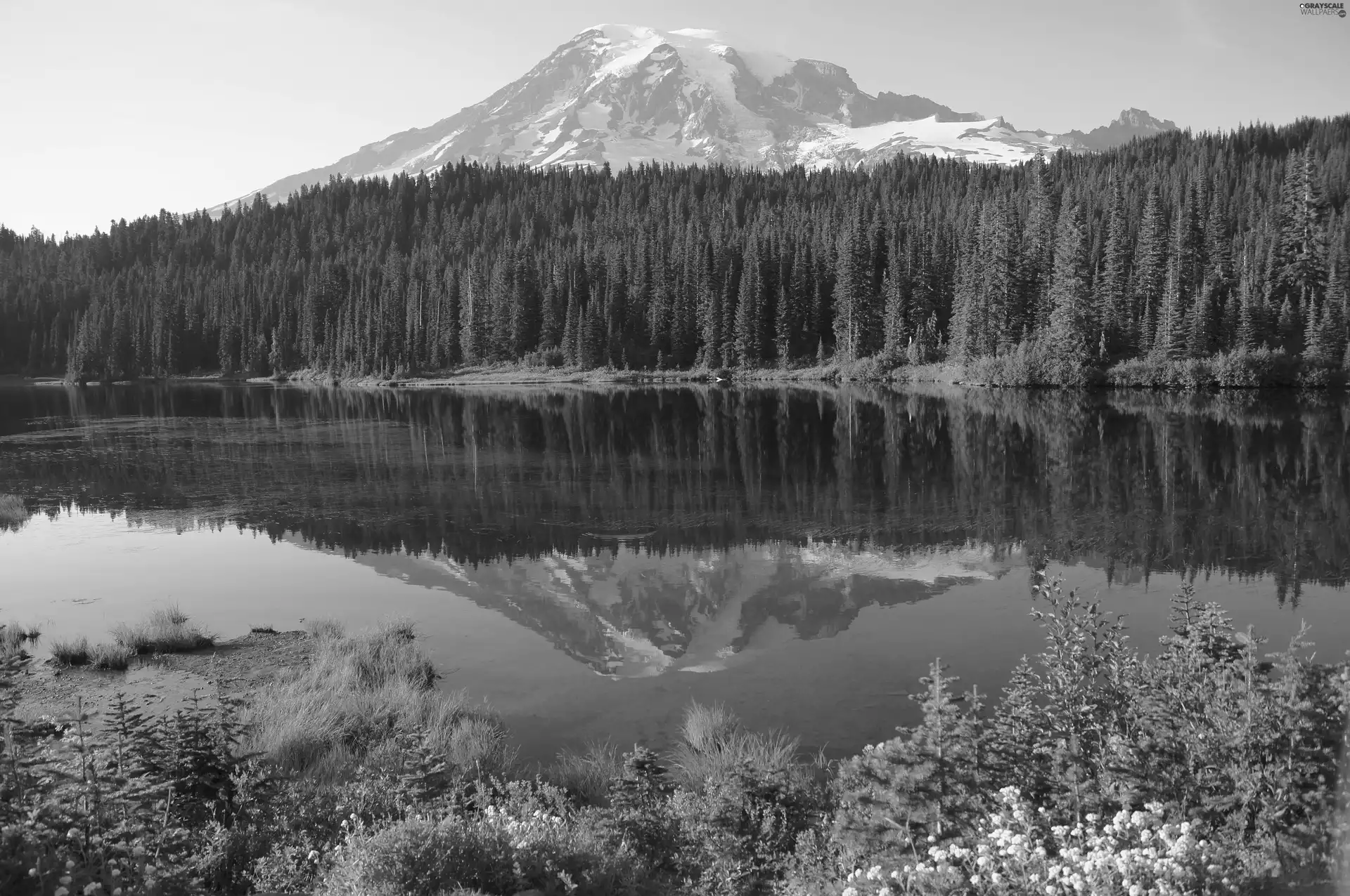 Mountains, River, reflection, forest