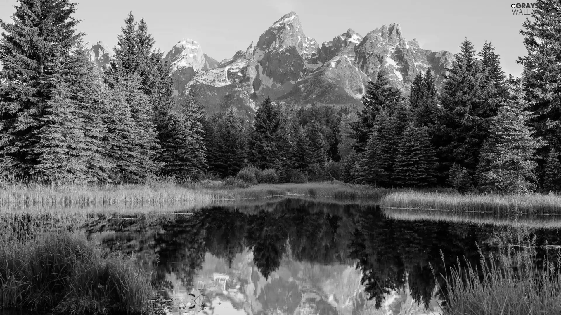 Snake River, State of Wyoming, Mountains, Grand Teton National Park, The United States, forest, reflection