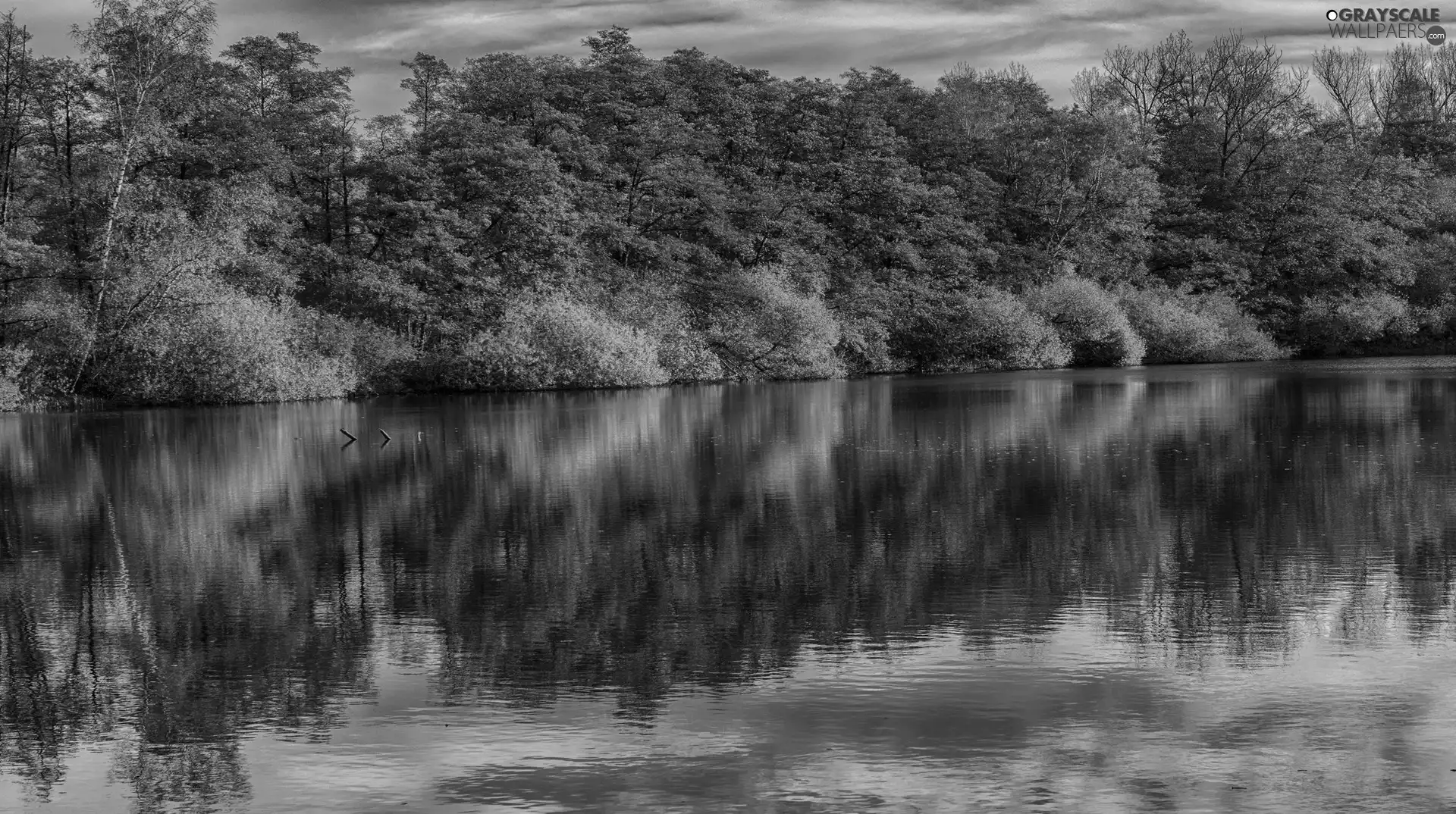 River, viewes, reflection, trees