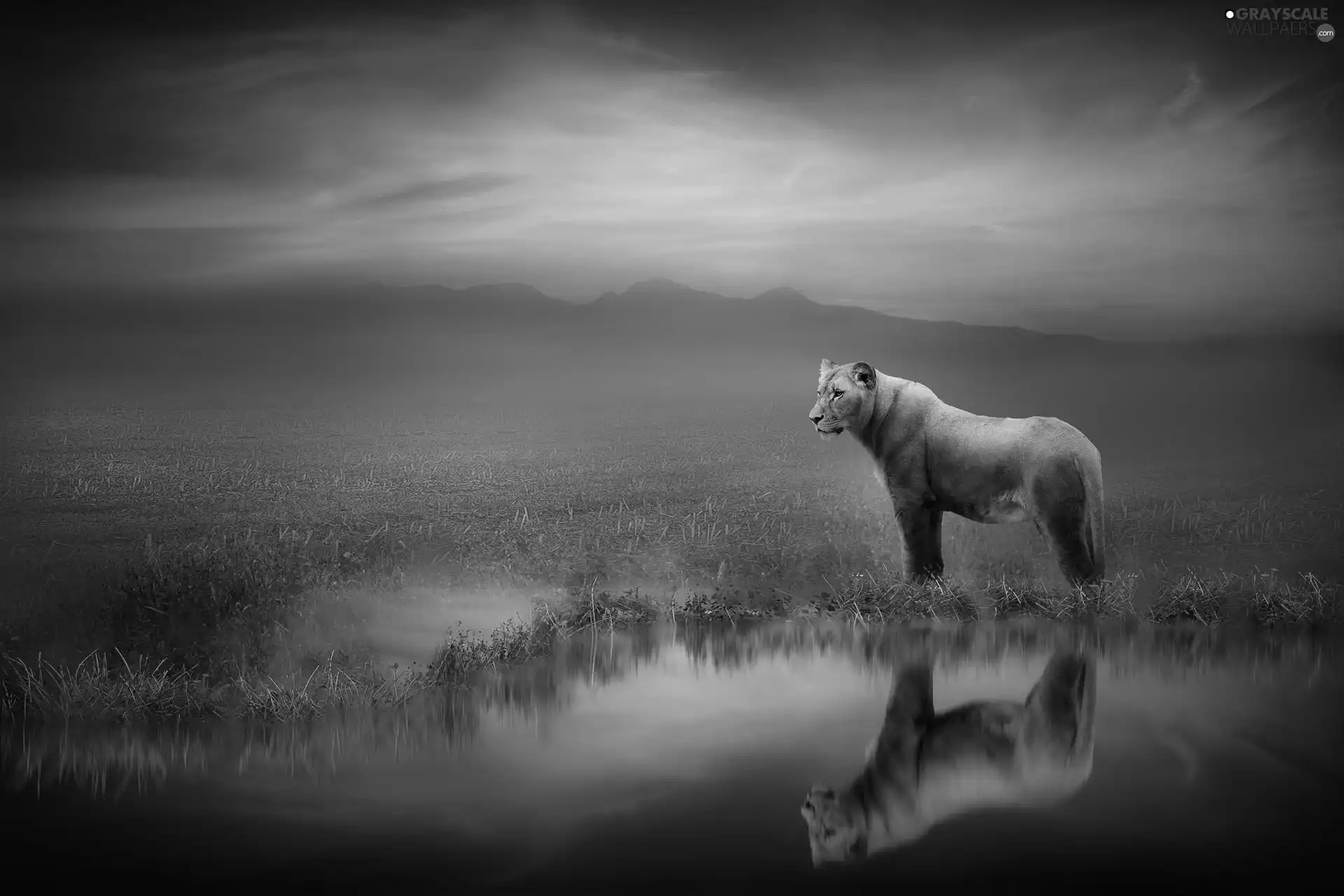 Great Sunsets, water, reflection, Lioness