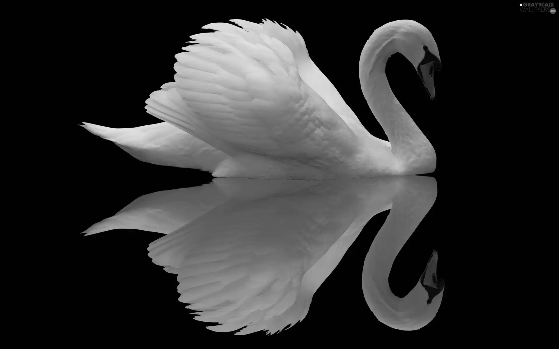 reflection, White, Swans